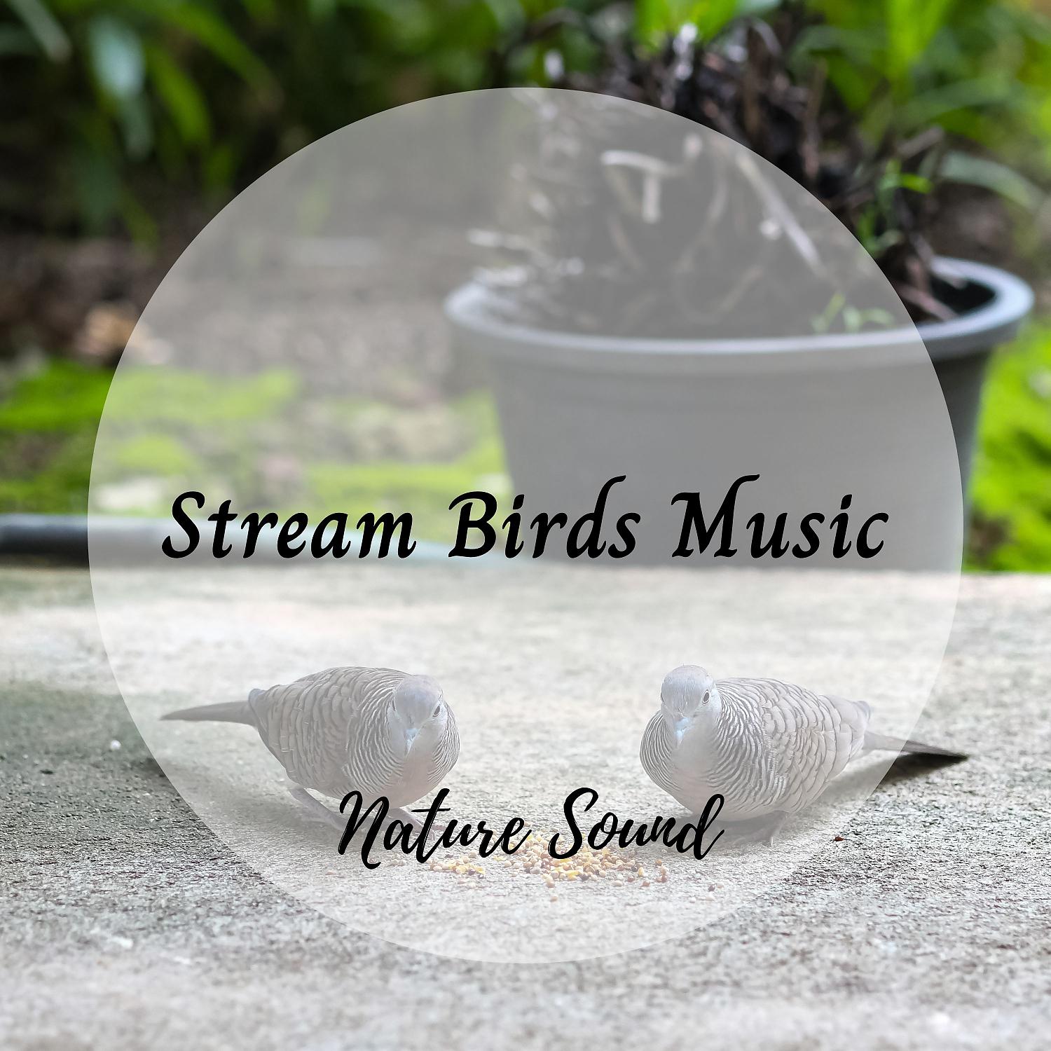Постер альбома Nature Sound: Stream Birds Music