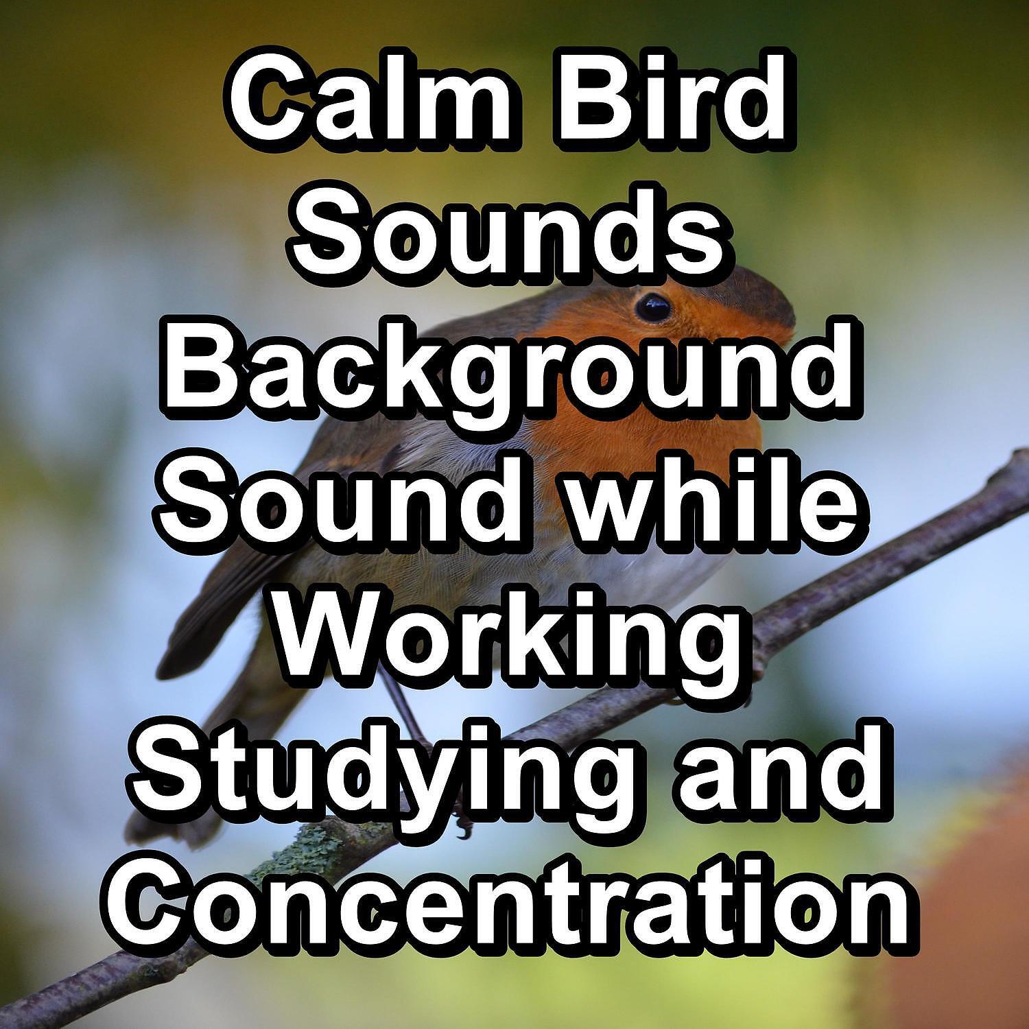 Bird Sounds - Easy Listening Flycatchers Sound