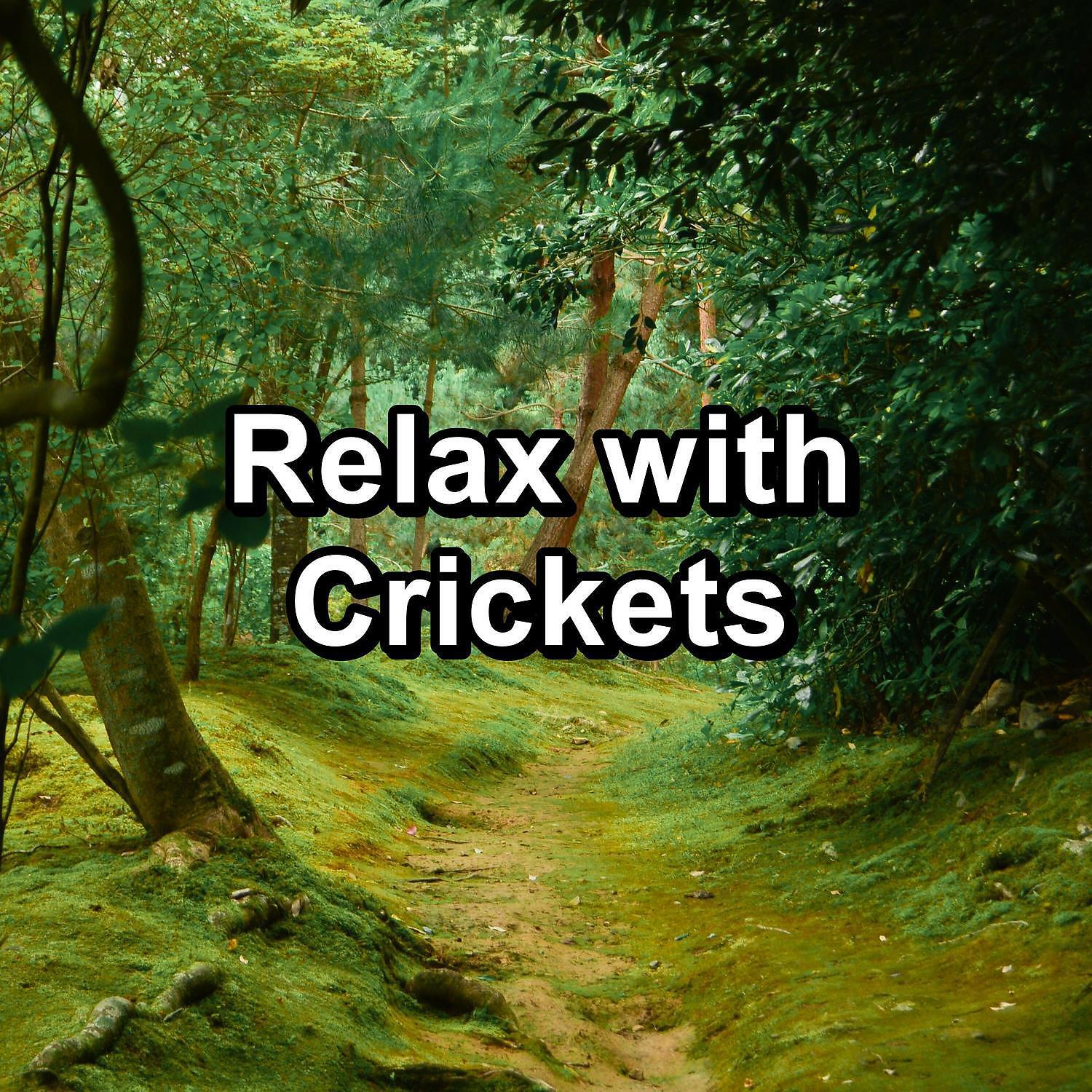 Nature Sounds Nature Music - Cricket sounds at the beach to have a calming time