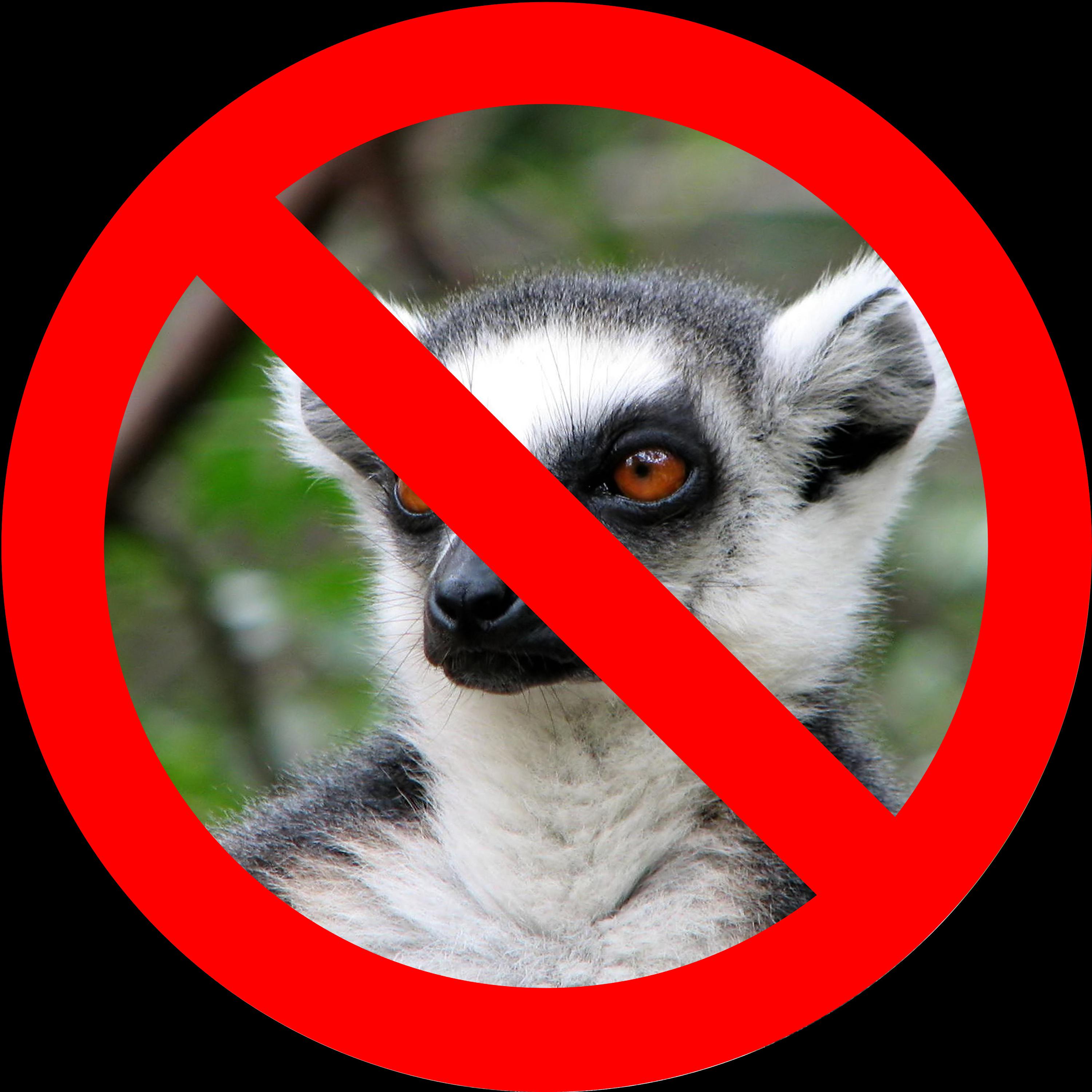 Постер альбома Not a Lemur