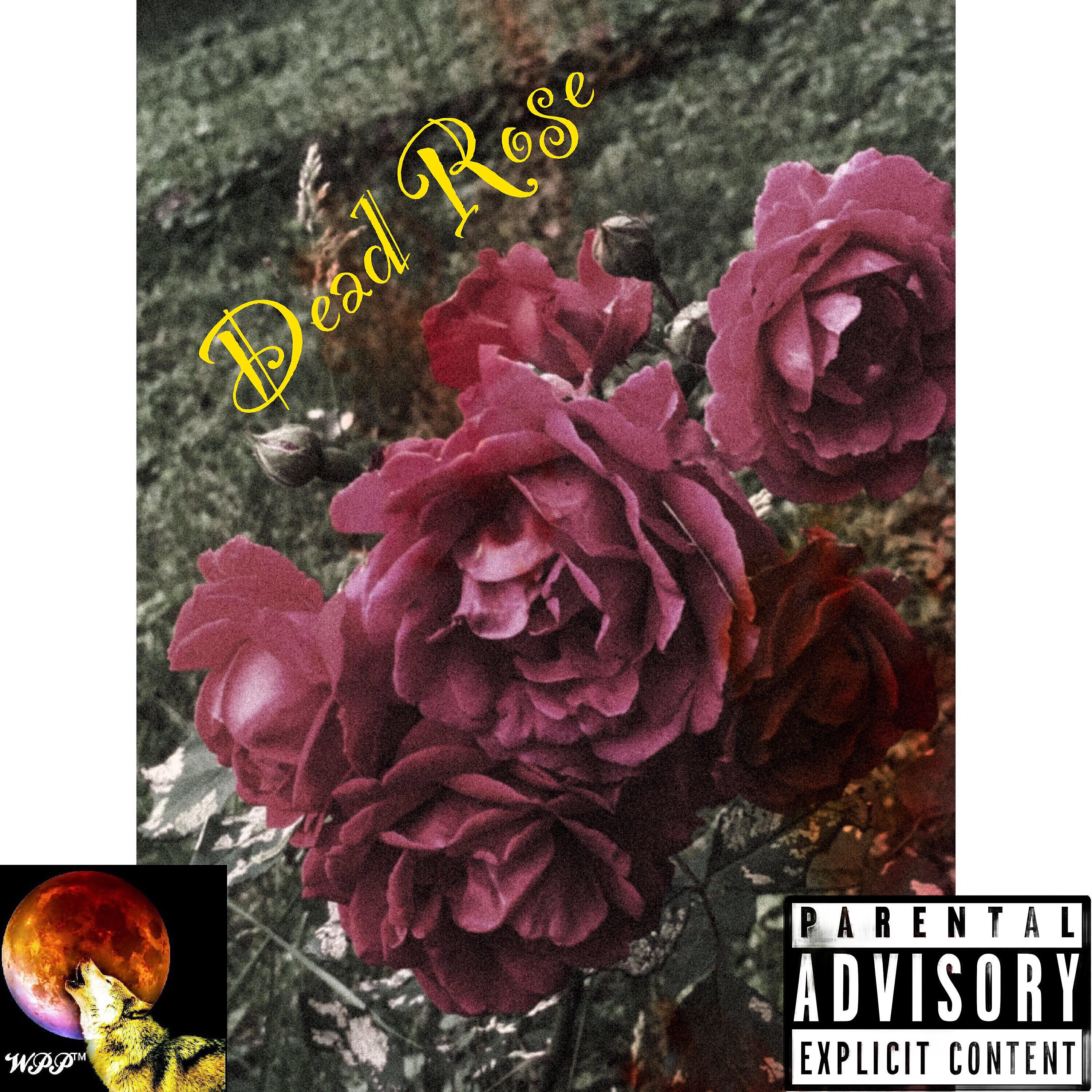 Shadow Wolf - Dead Rose