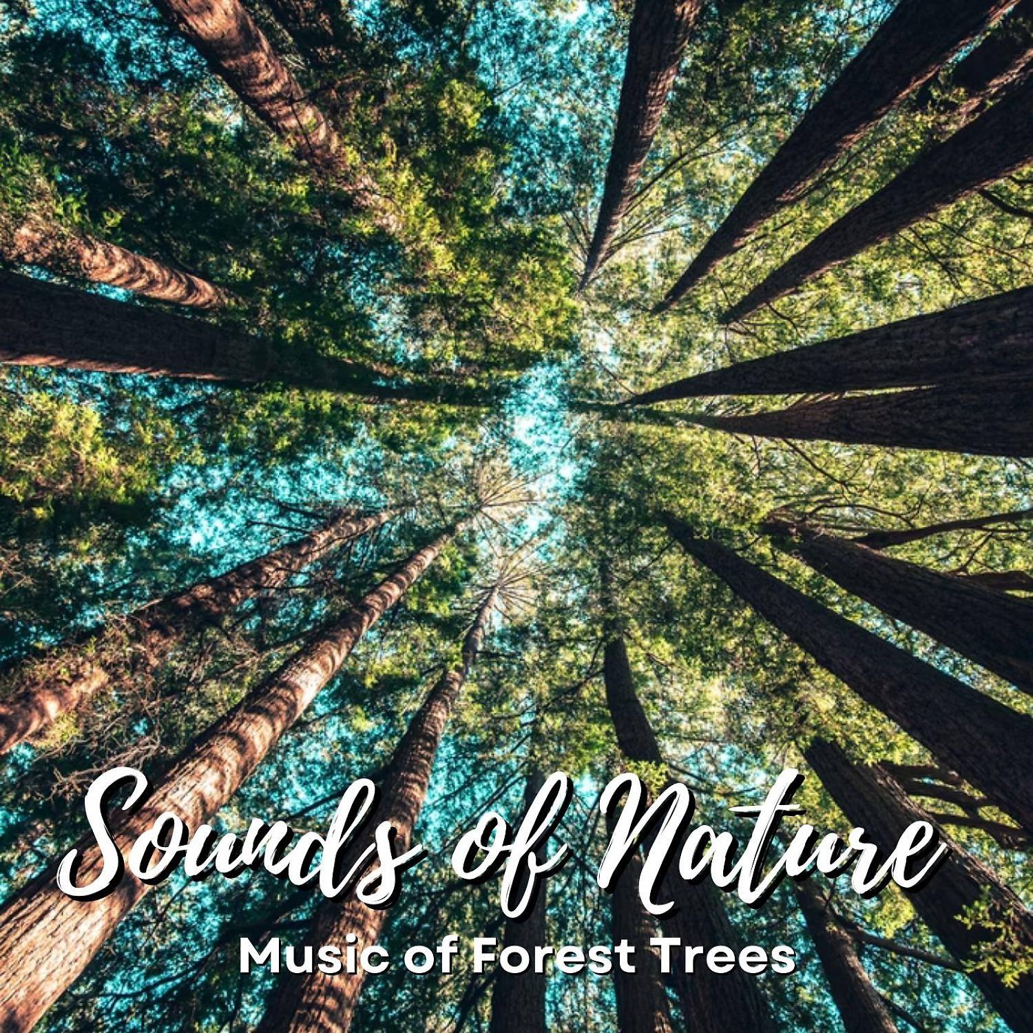 Постер альбома Sounds of Nature: Music of Forest Trees