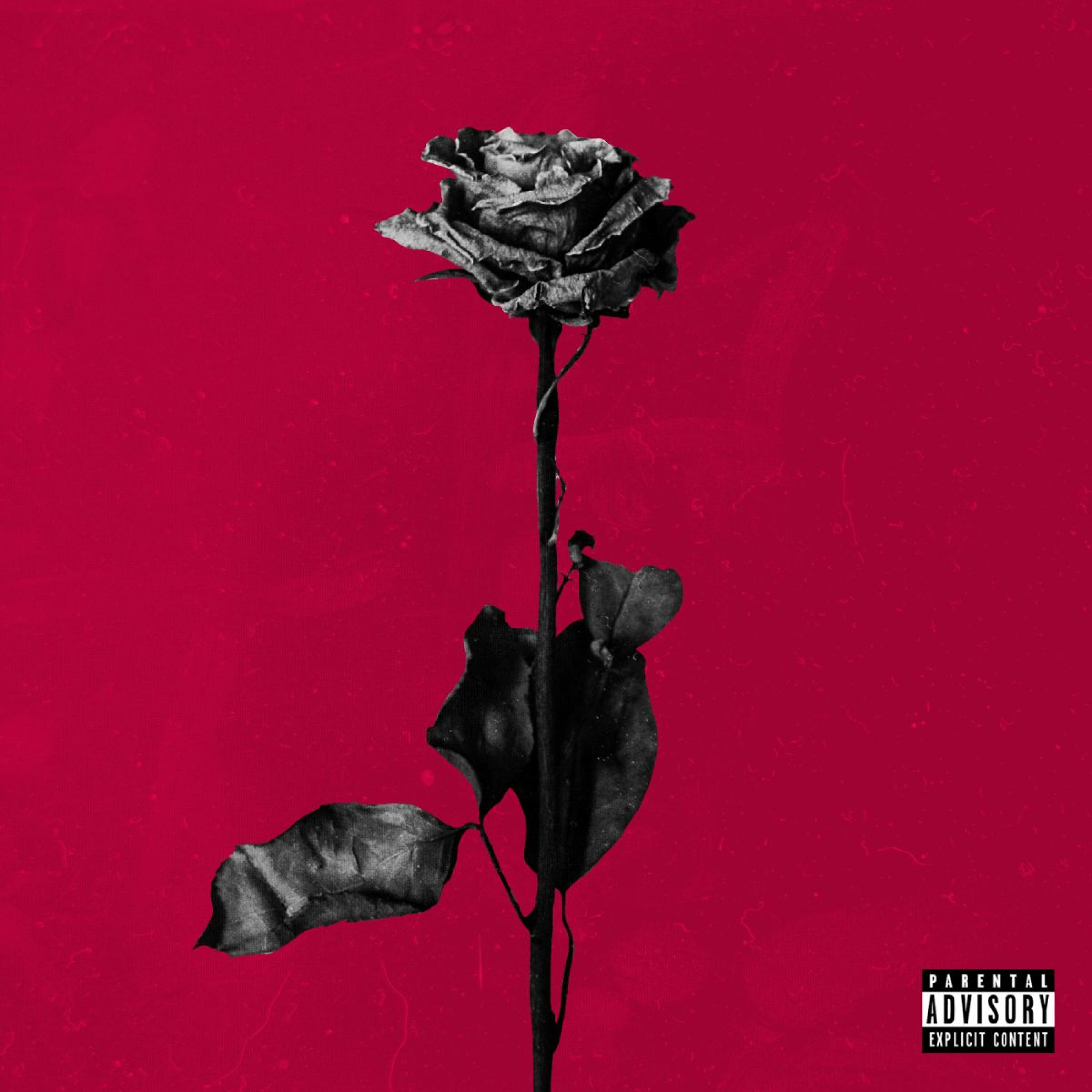 I m rose. Idfc Blackbear. Blackbear IFDC. Blackbear обложка. Эстетика Blackbear.