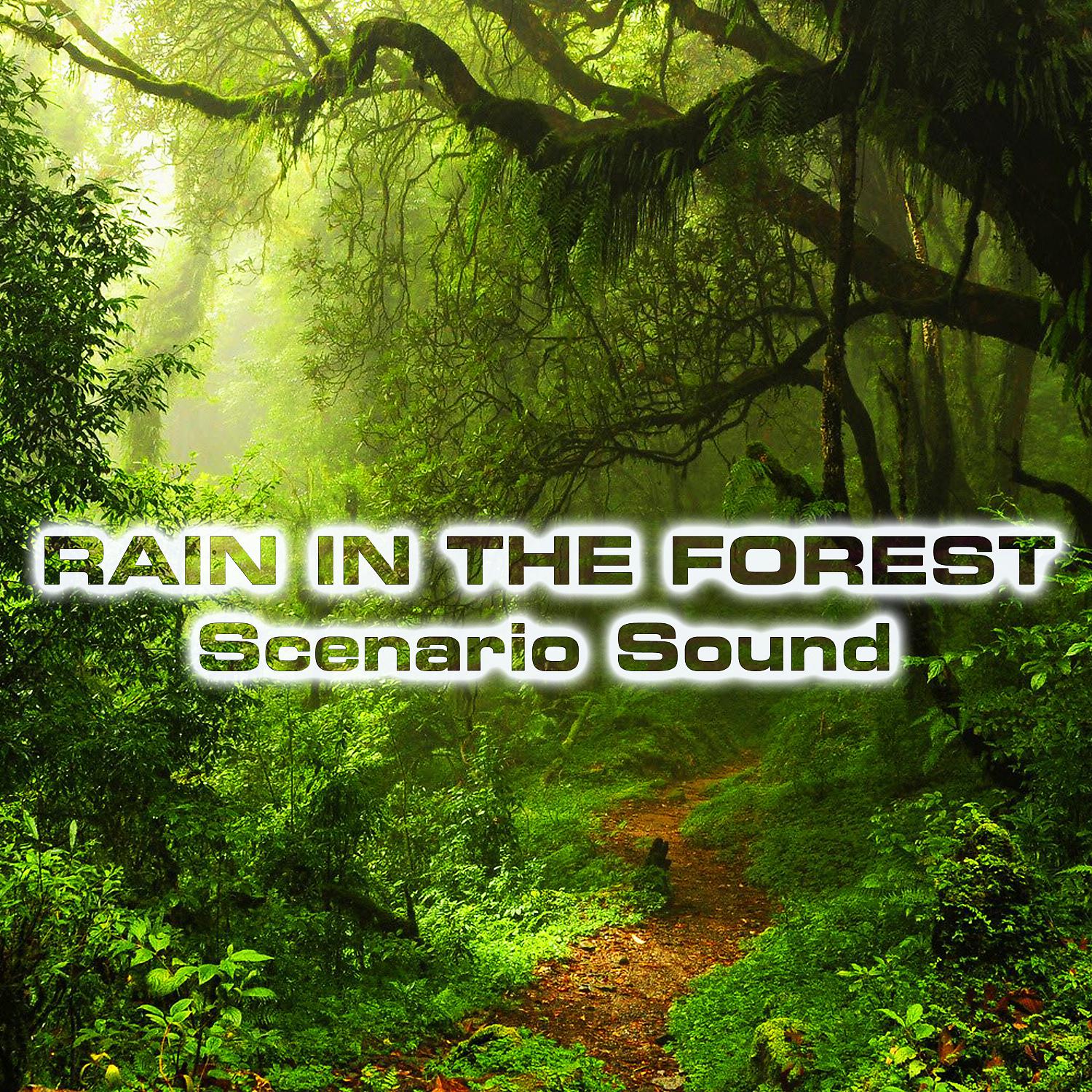Постер альбома Rain in the Forest Scenario Sound