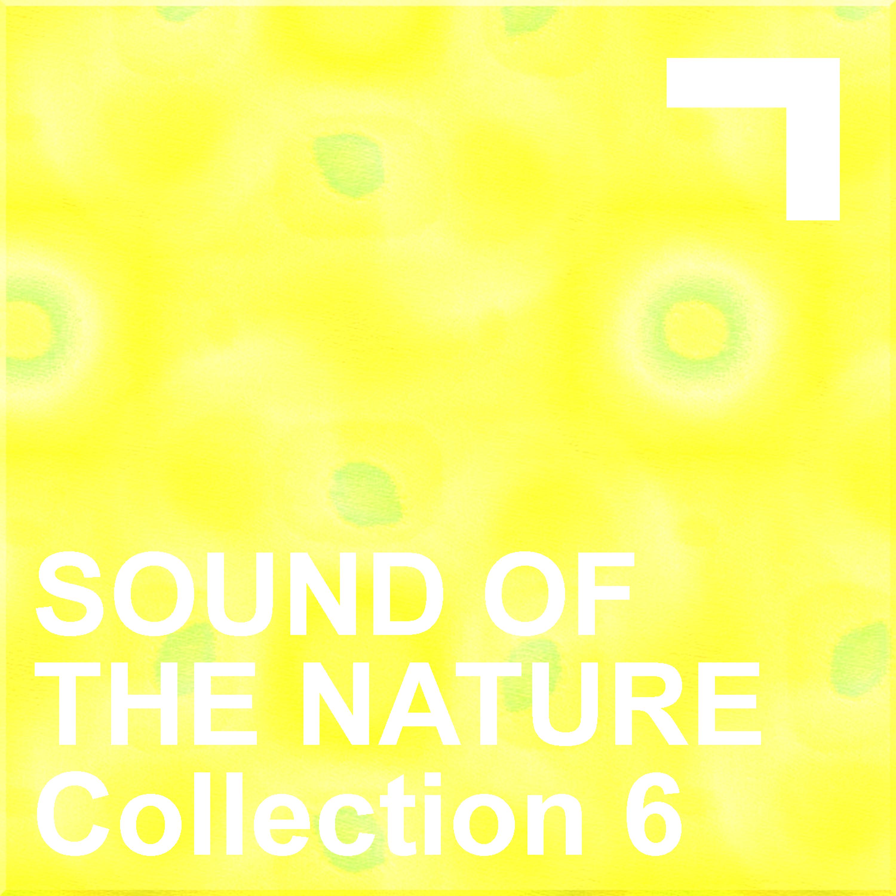 Постер альбома Sound Of The Nature – Collection 6