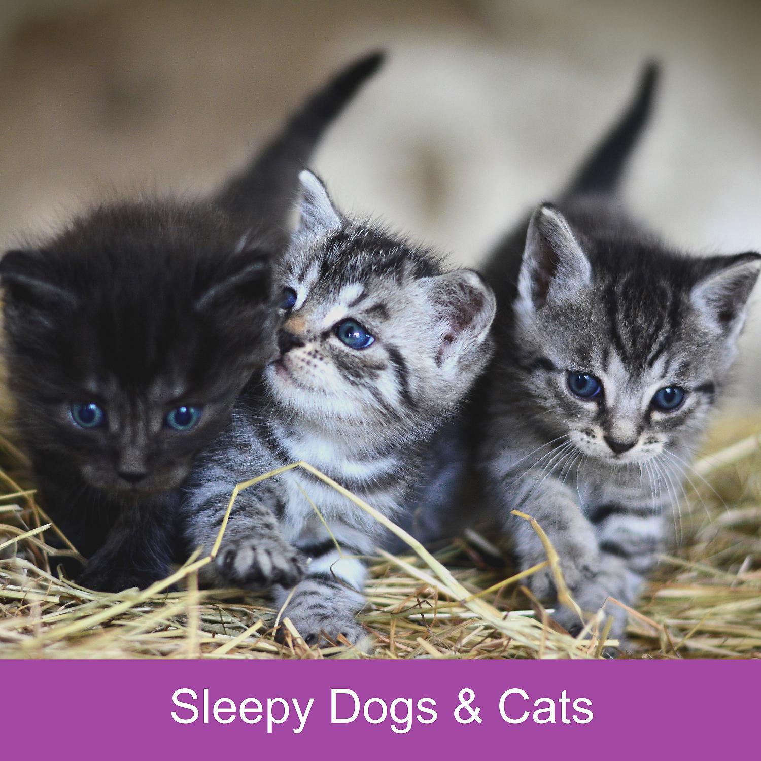 Постер альбома Sleepy Dogs & Cats (feat. Music For Cats, World of cat's & Музыка для кошек)