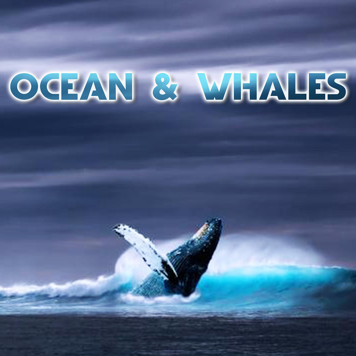 Постер альбома Ocean & Whales (feat. Nature Sounds 3D & Atmospheres Sounds)