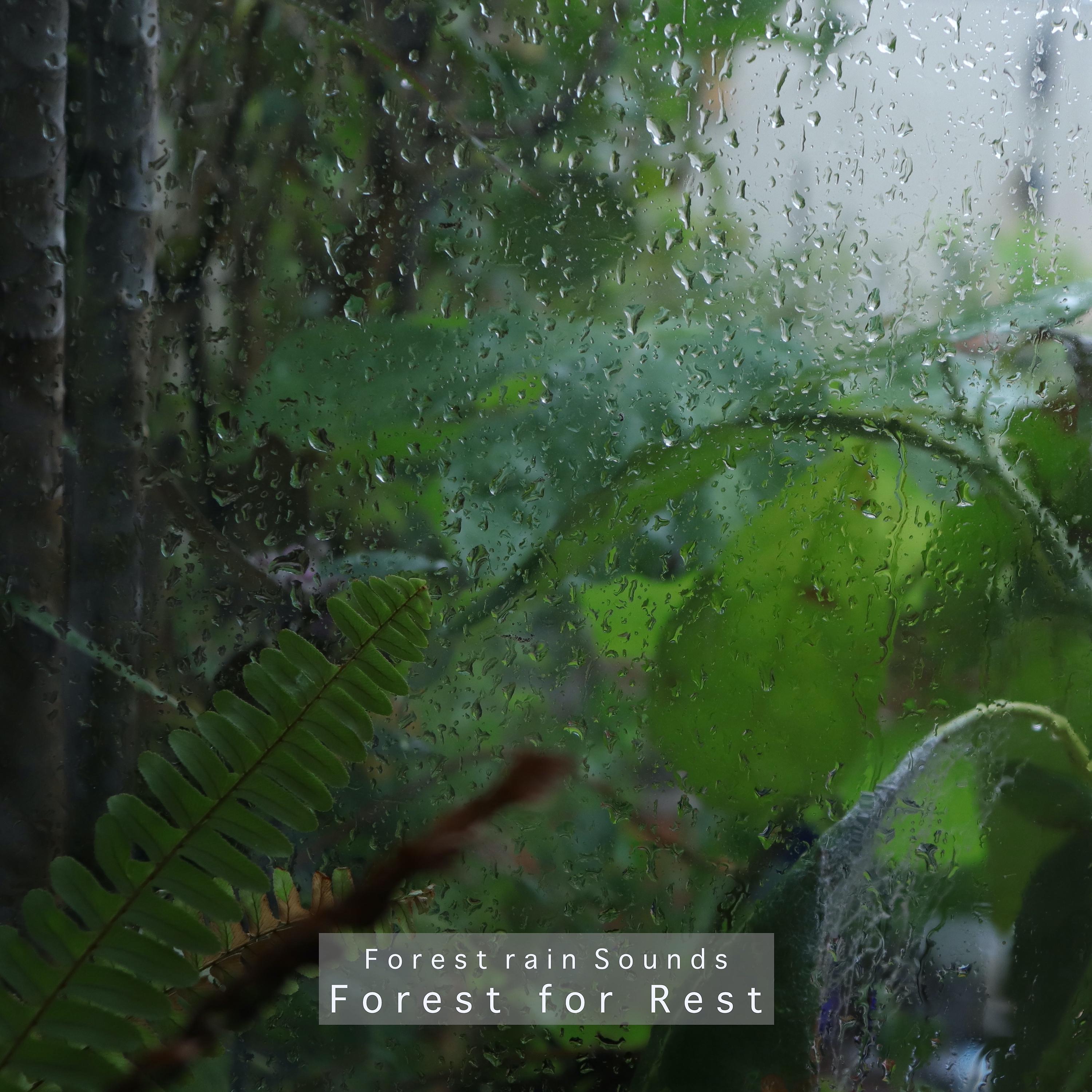 Постер альбома Forest Rain Sounds