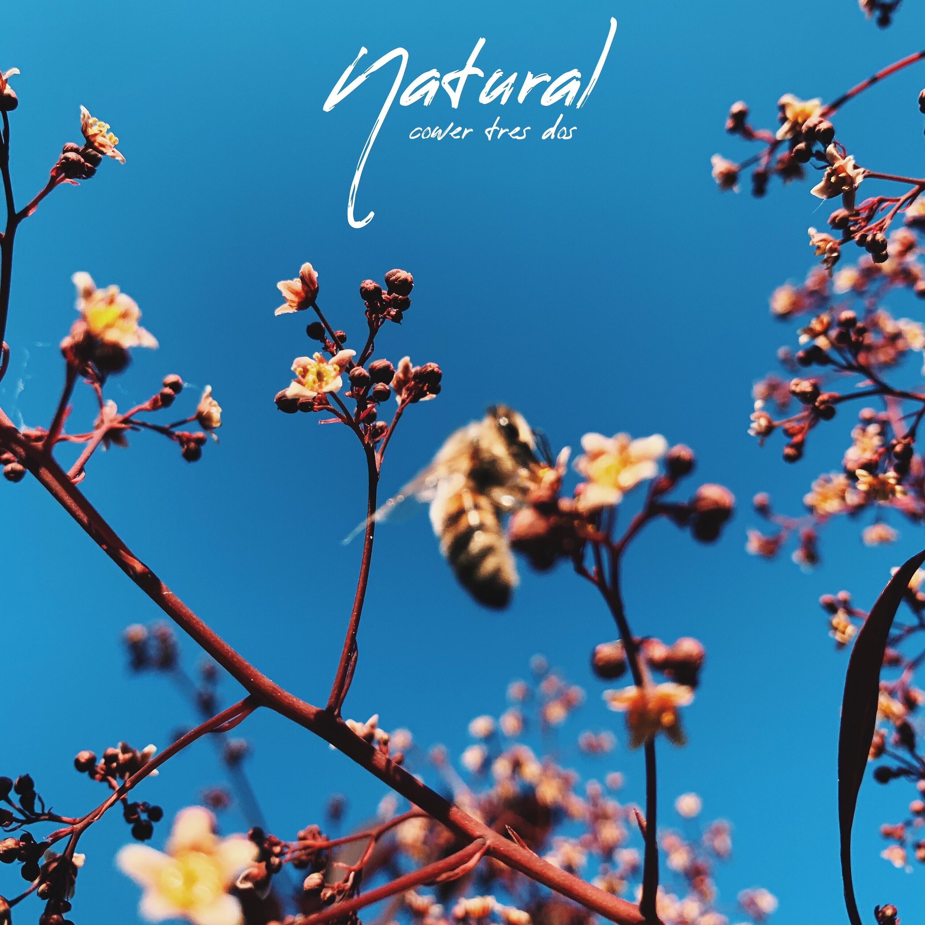 Cower Tres Dos - Natural