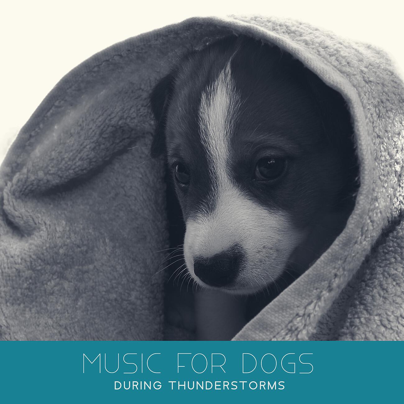 Calm Pets Music Academy - Stay Calm Doggy