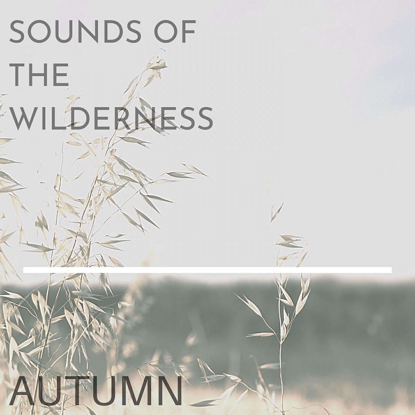 Sound of the Wilderness - French Mountain Stream