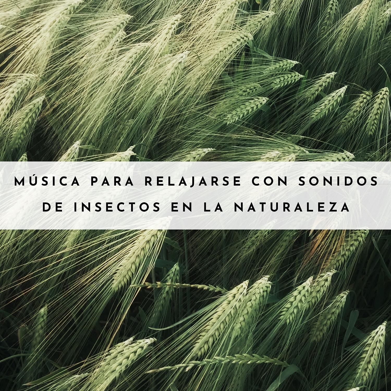 Постер альбома Música Para Relajarse Con Sonidos De Insectos En La Naturaleza