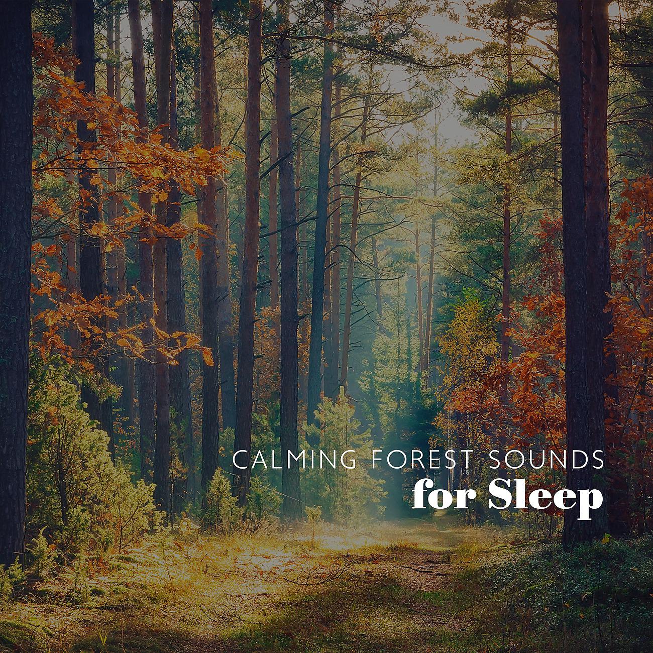 Постер альбома Calming Forest Sounds for Sleep