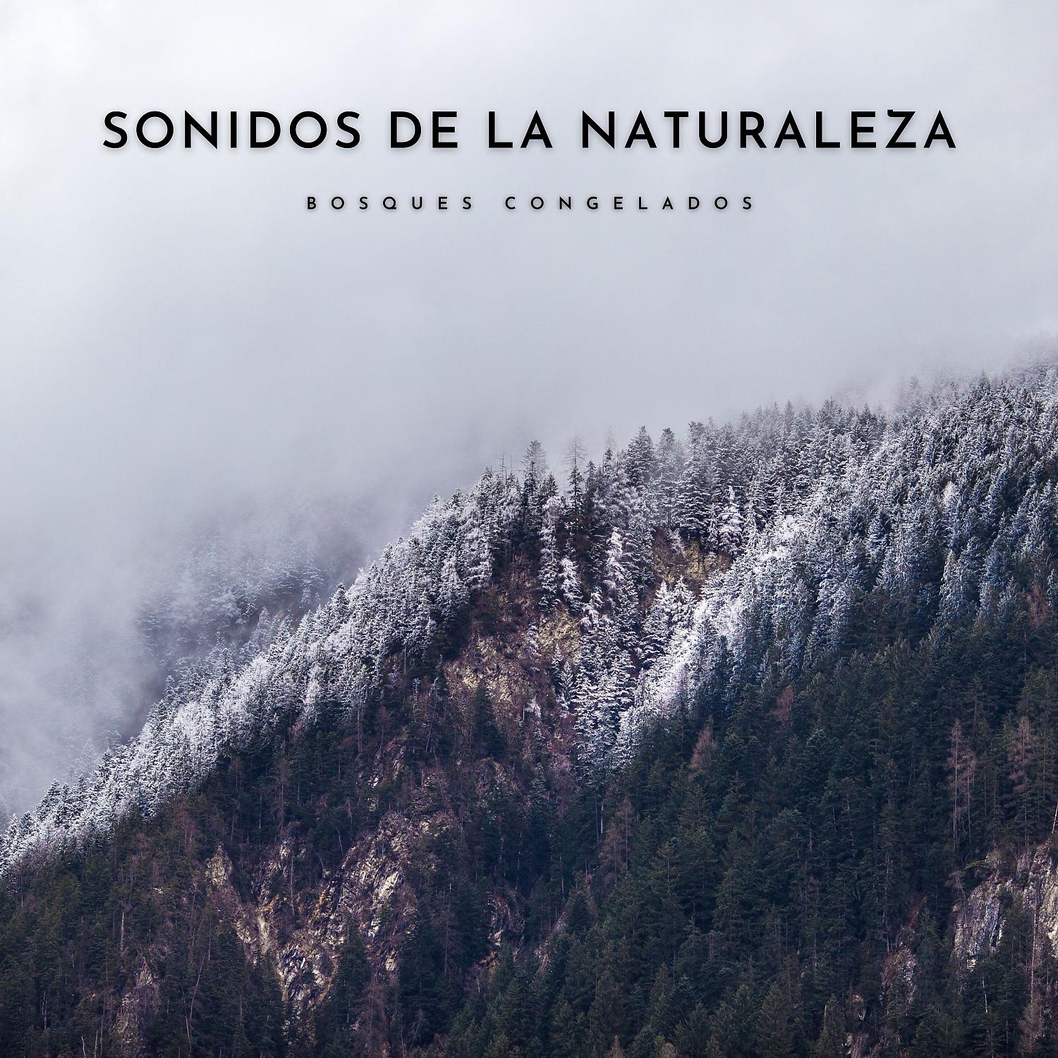 Постер альбома Sonidos De La Naturaleza: Bosques Congelados