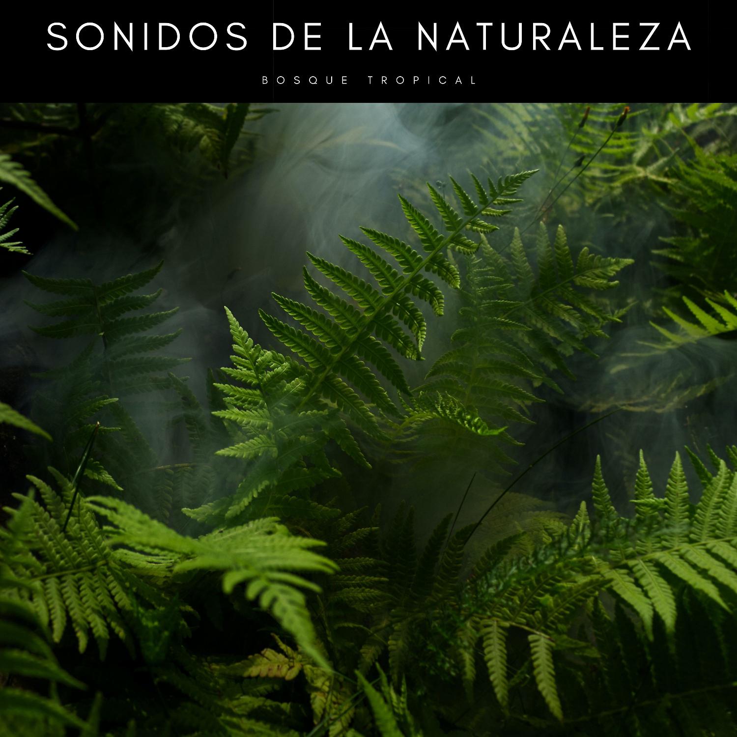 Постер альбома Sonidos De La Naturaleza: Bosque Tropical