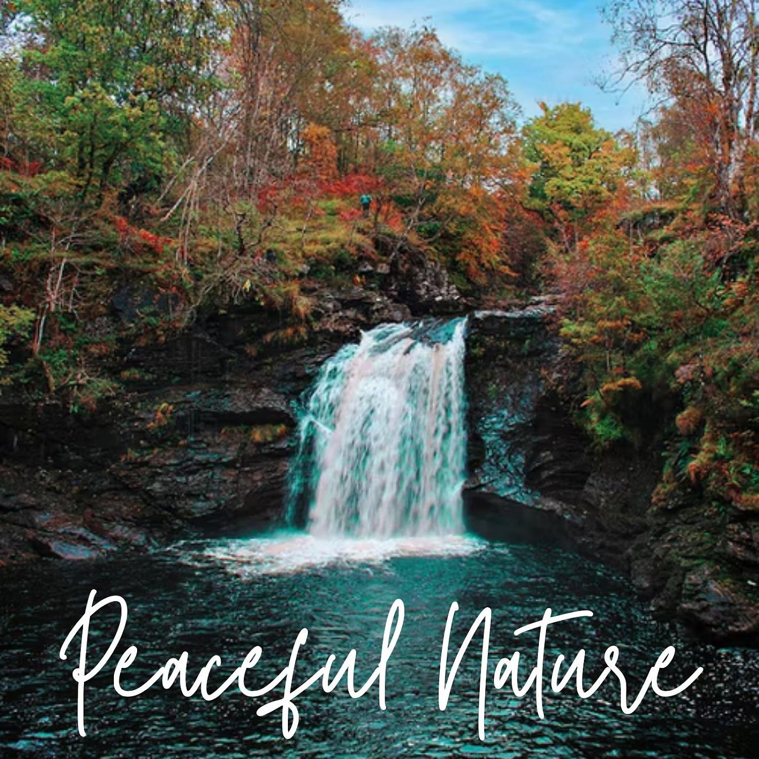 Постер альбома Peaceful Nature - 1 Hour