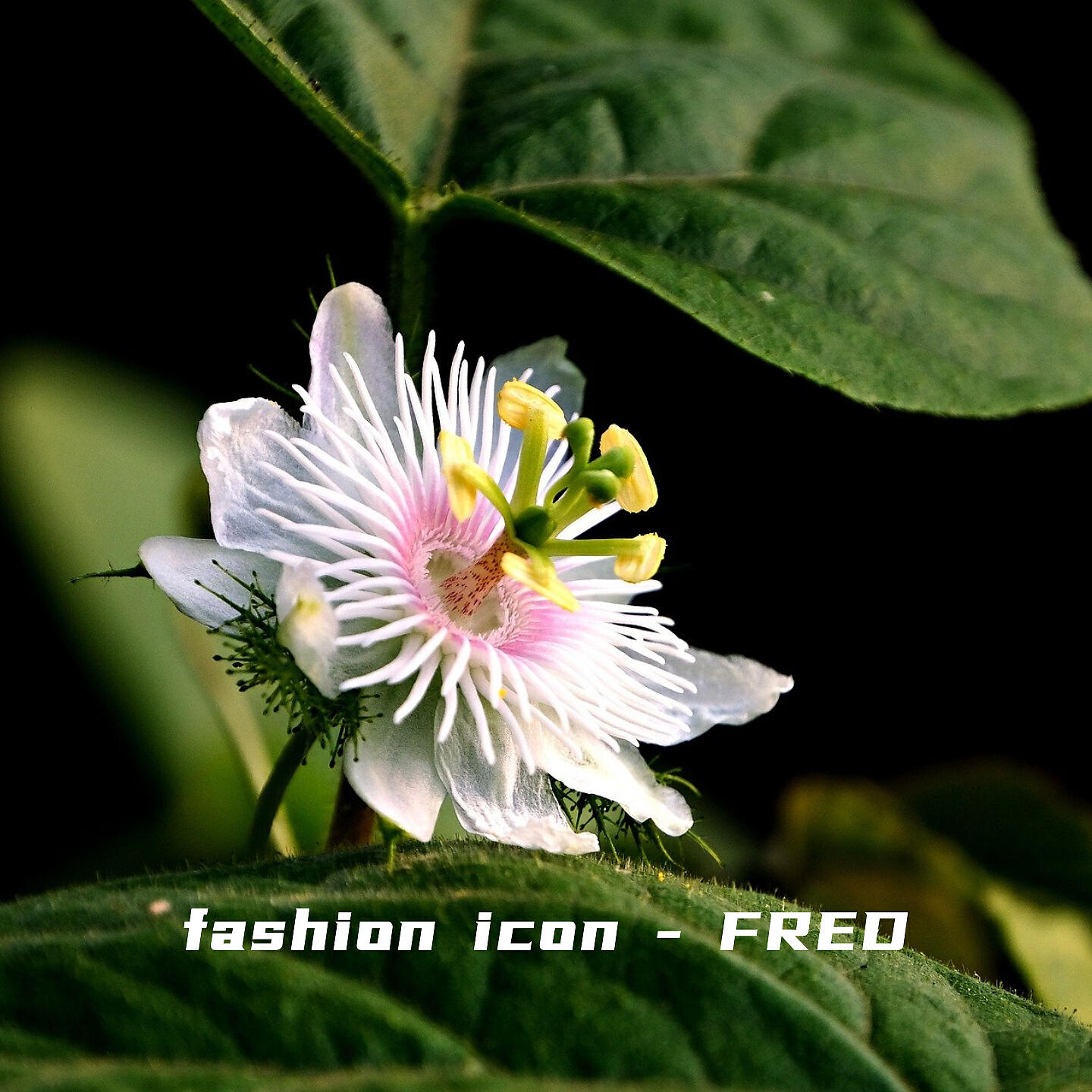 FRED - If