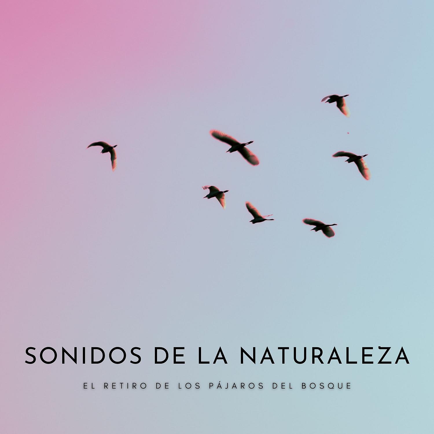 Постер альбома Sonidos De La Naturaleza: El Retiro De Los Pájaros Del Bosque
