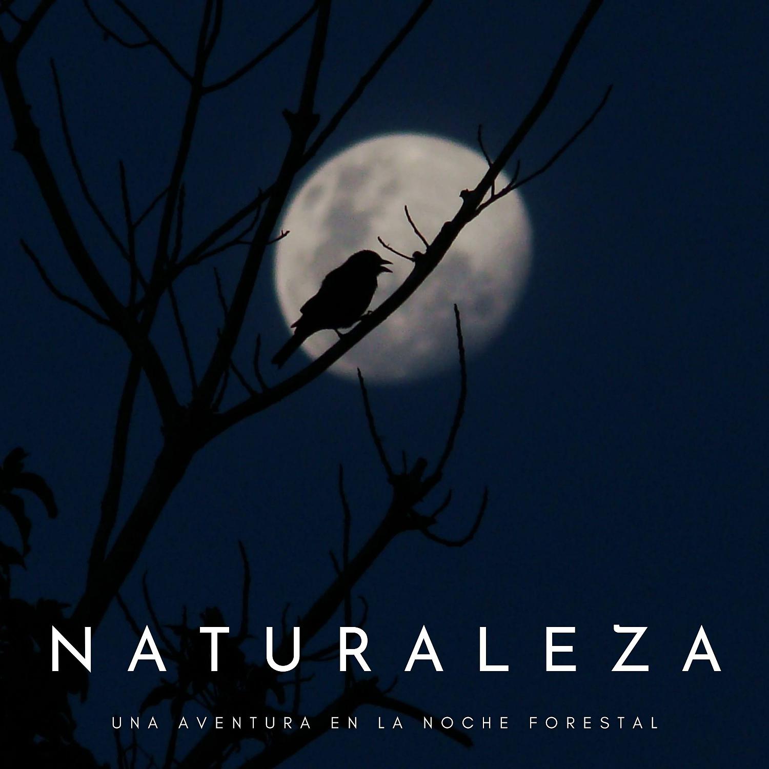 Постер альбома Naturaleza: Una Aventura En La Noche Forestal