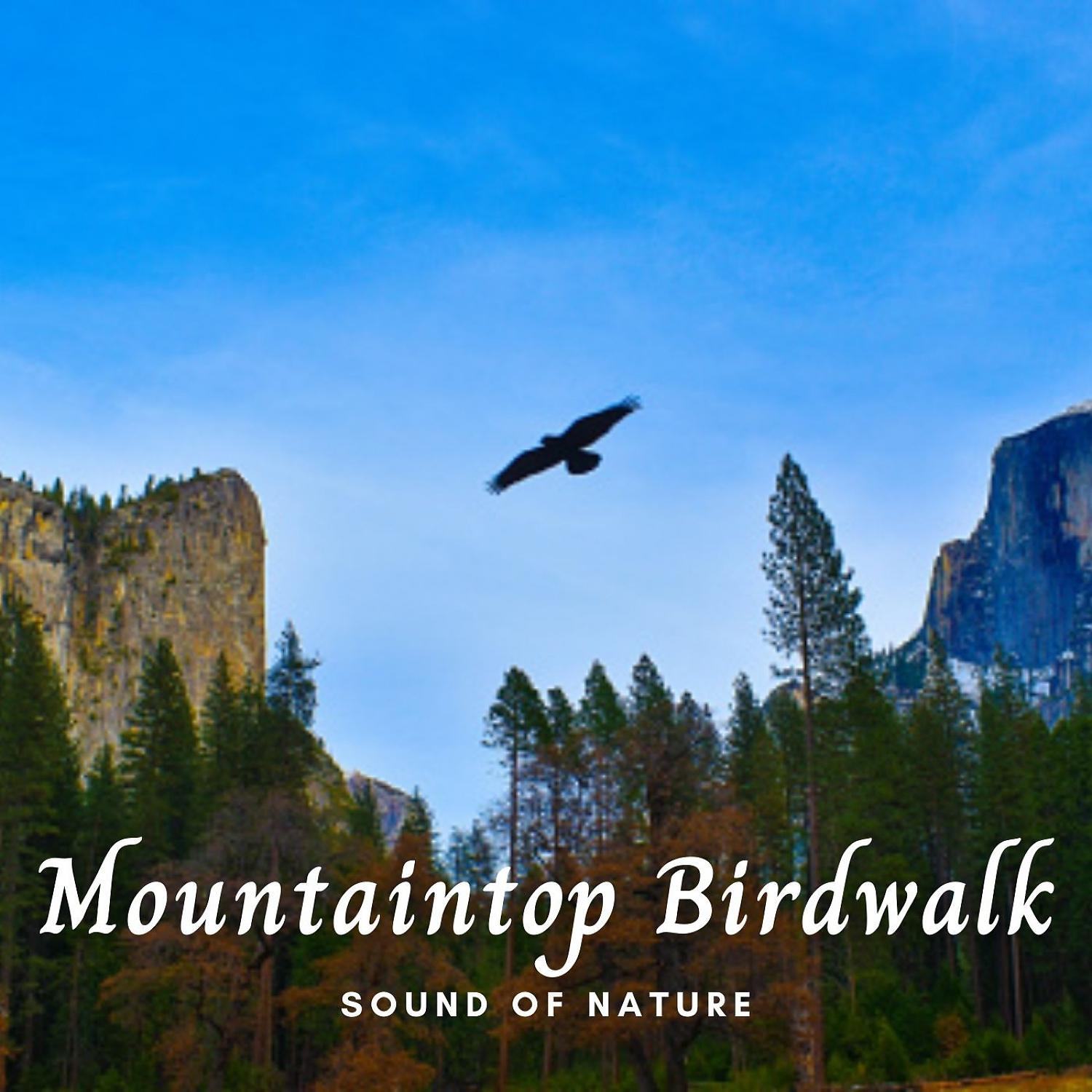 Постер альбома Sounds of Nature: Mountaintop Birdwalk