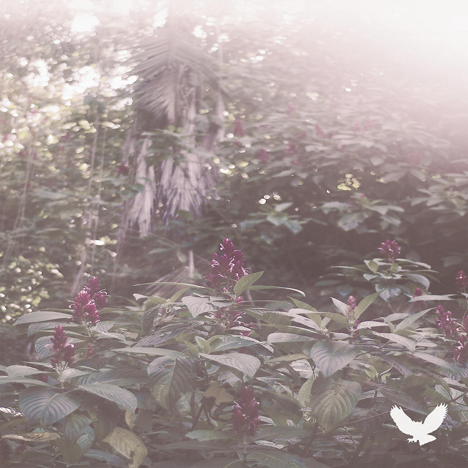 xander. - comed