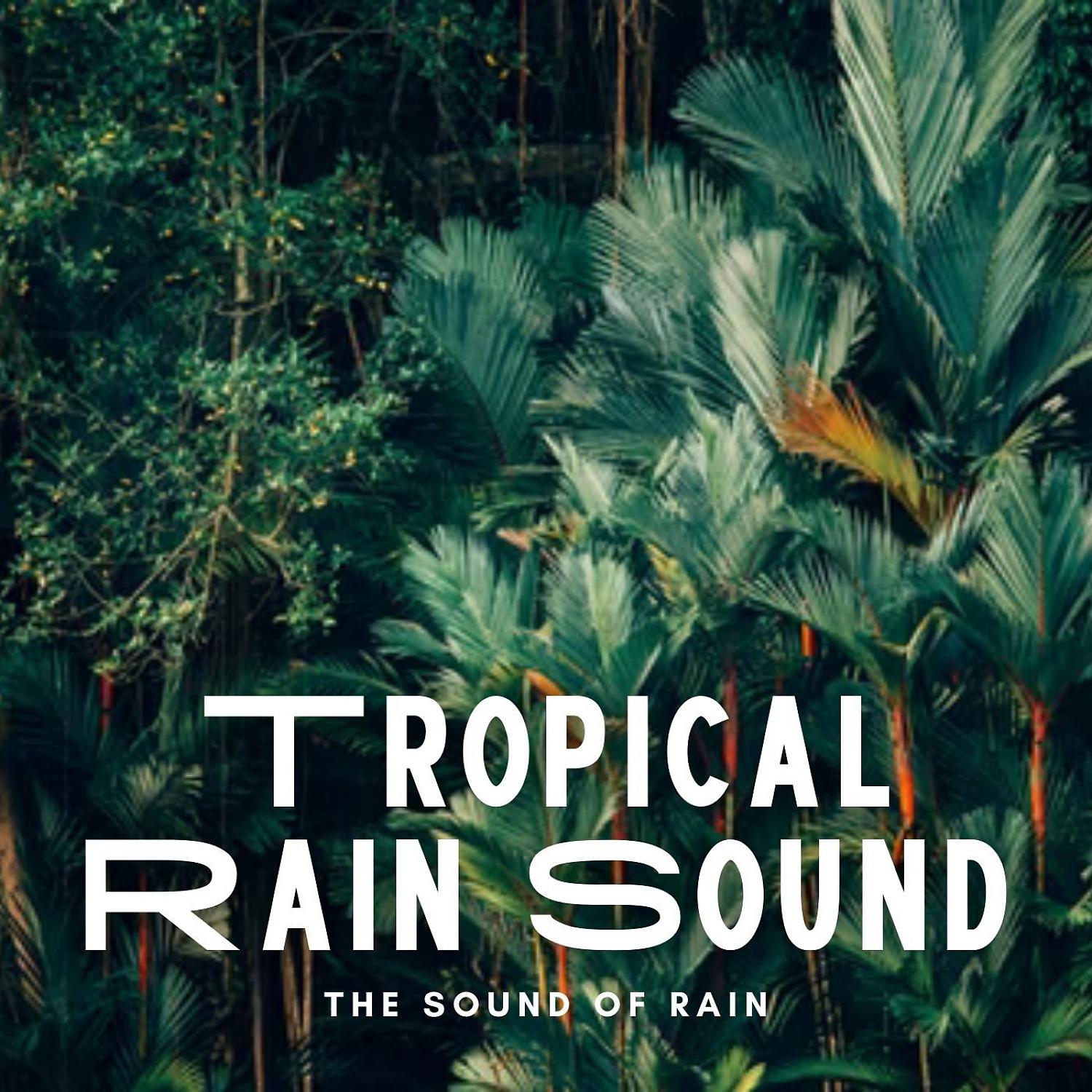 Постер альбома The Sound of Rain: Tropical Rain Sound