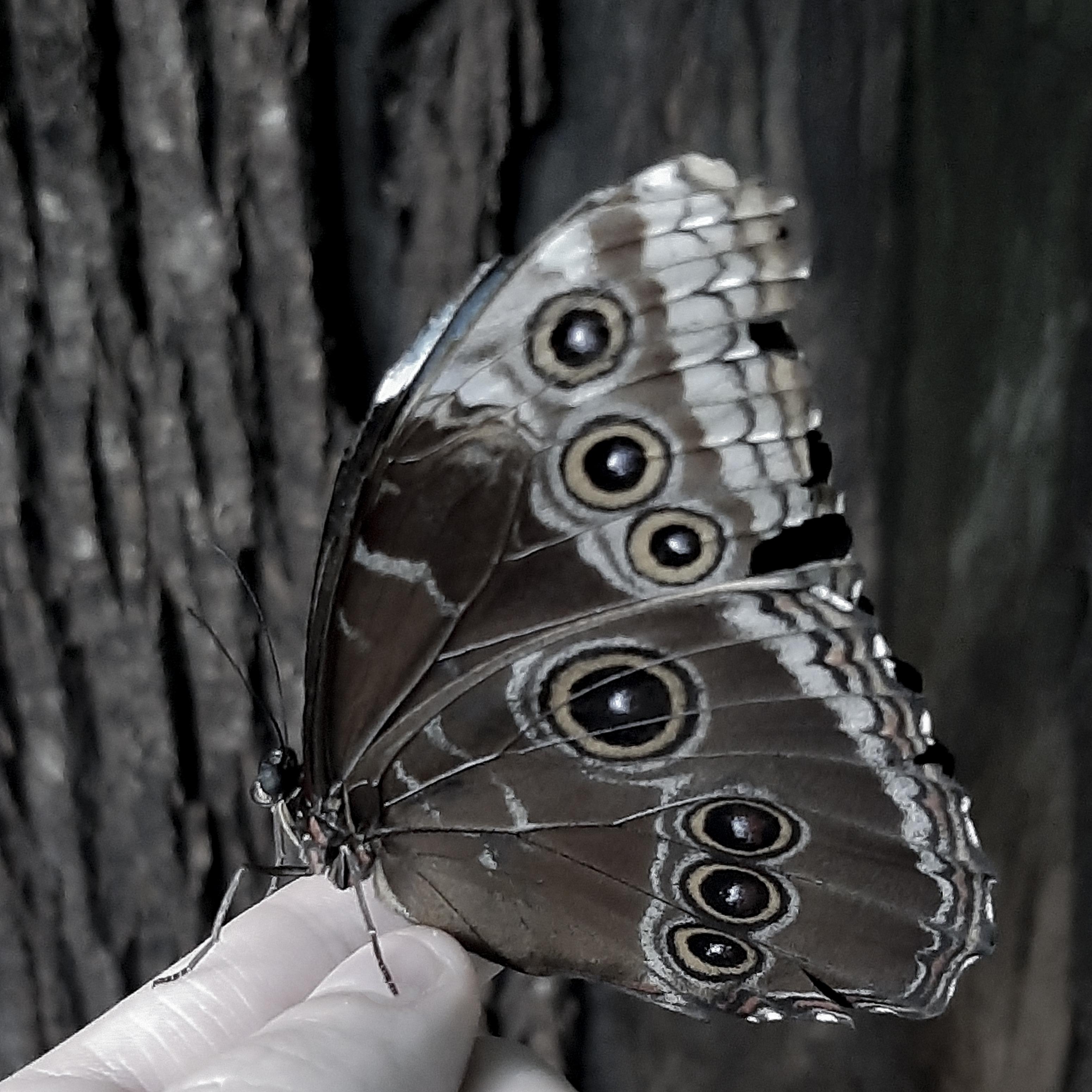 Постер альбома Dead Butterfly