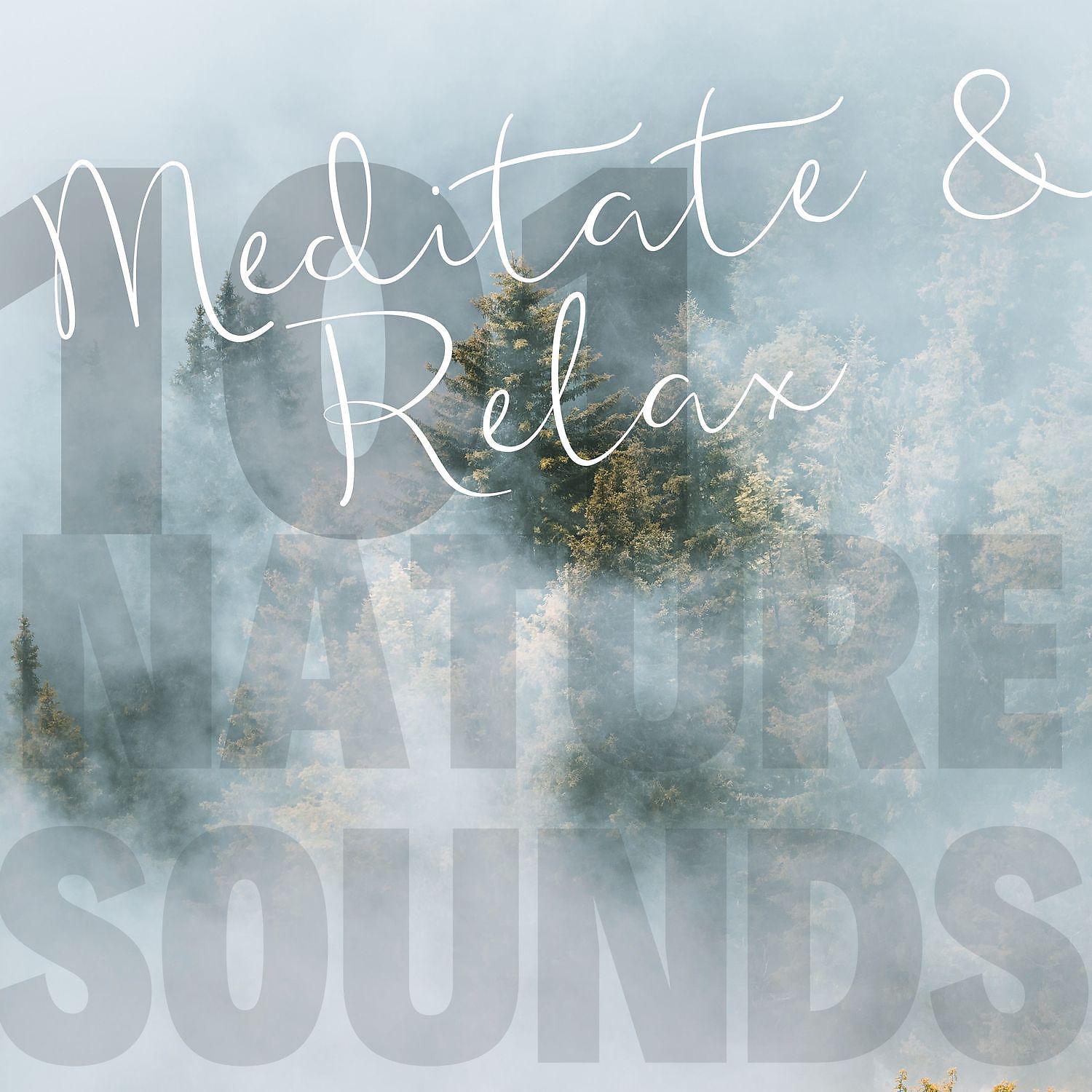 Постер альбома Sound of the Forest - Meditate & Relax
