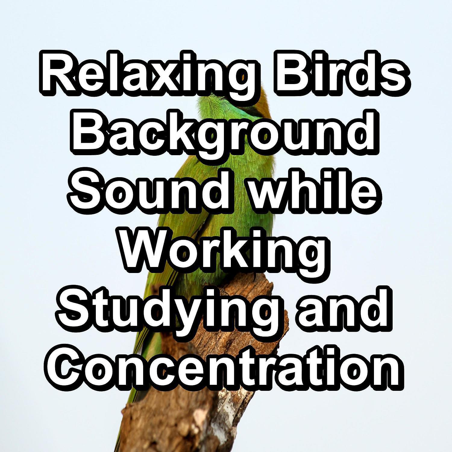 Постер альбома Relaxing Birds Background Sound while Working Studying and Concentration
