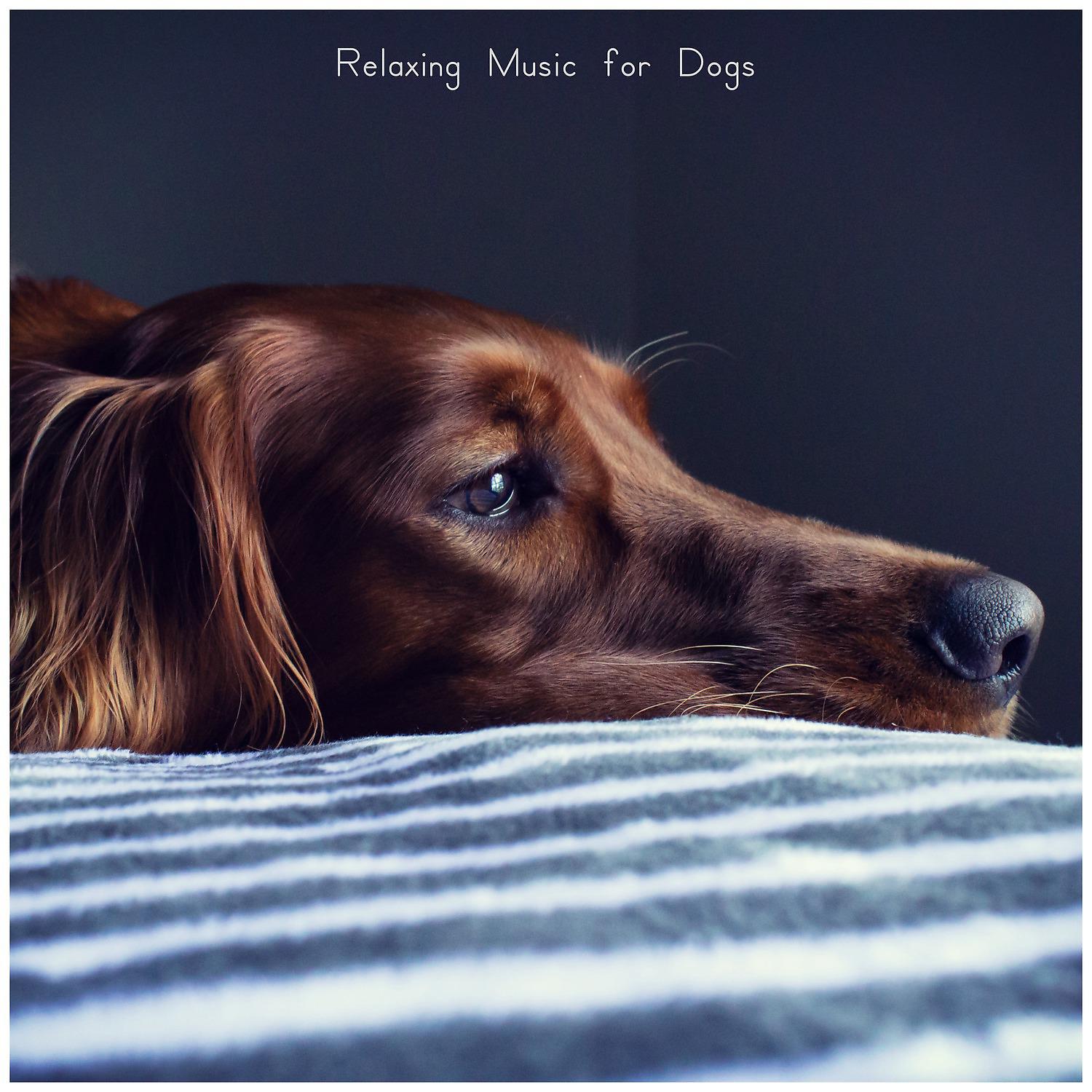 Постер альбома Relaxing Music for Dogs