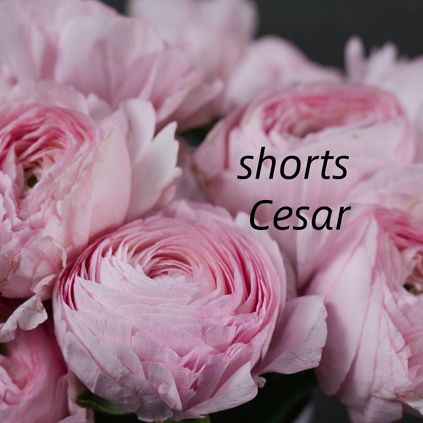 Cesar - taxi