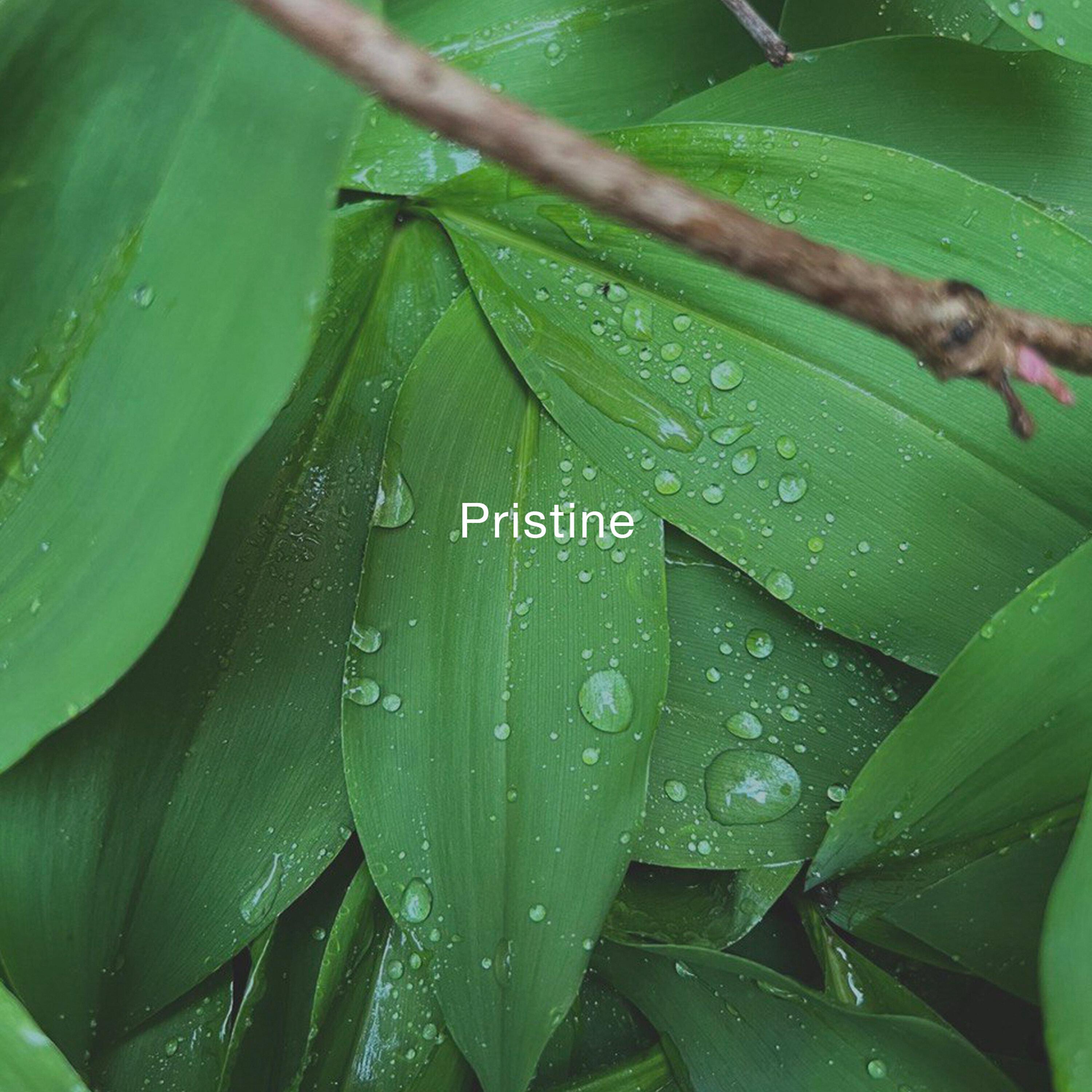 Постер альбома Pristine