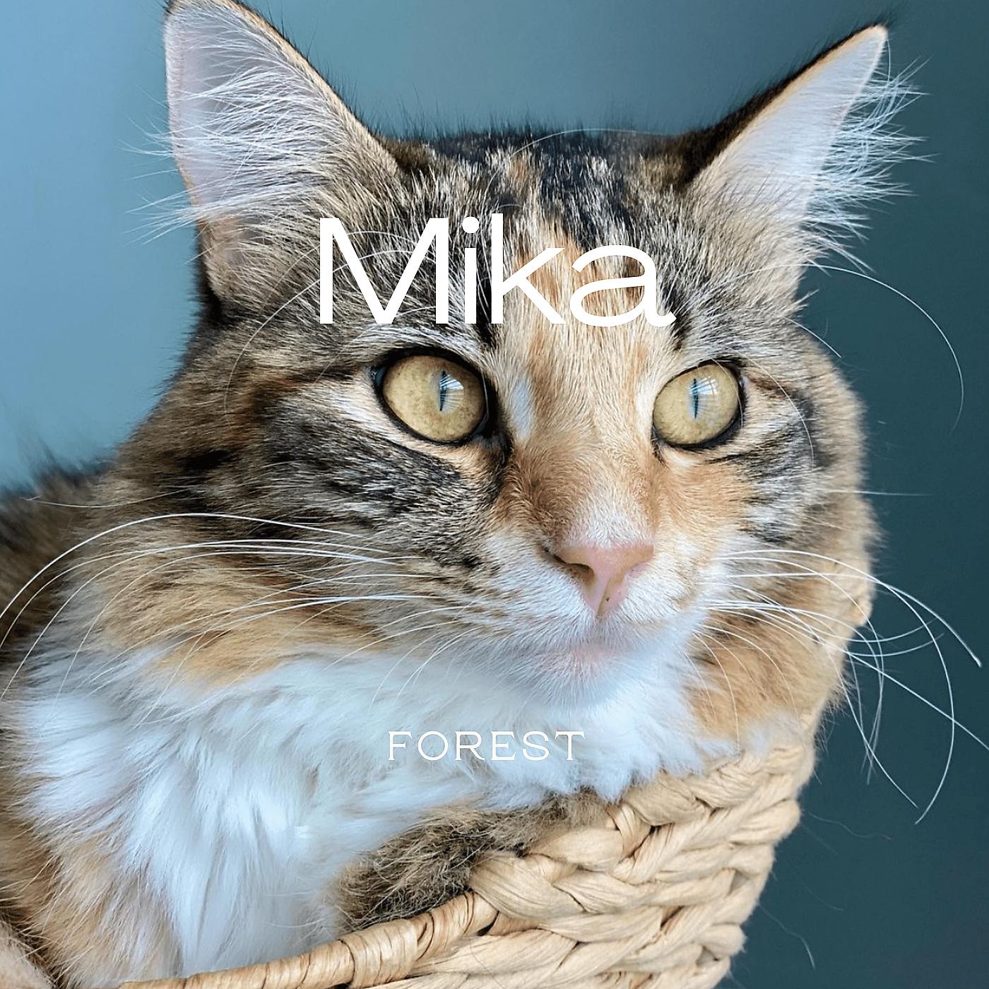 Постер альбома Mika