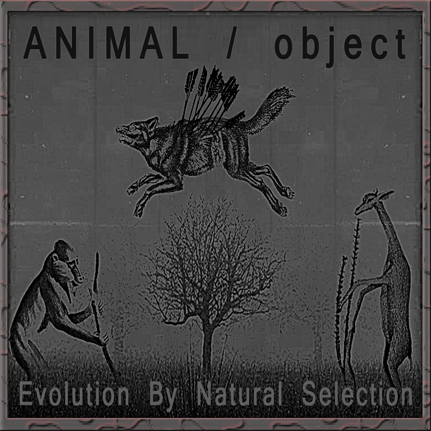 Animal / Object - One Type of Animal Could Descend from an Animal of Another Type