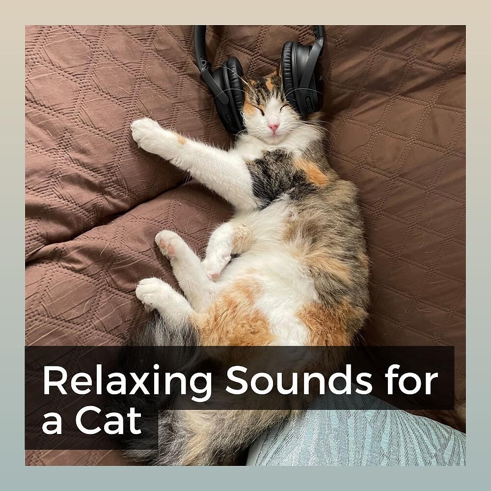Music For Cats Peace - Purr Music
