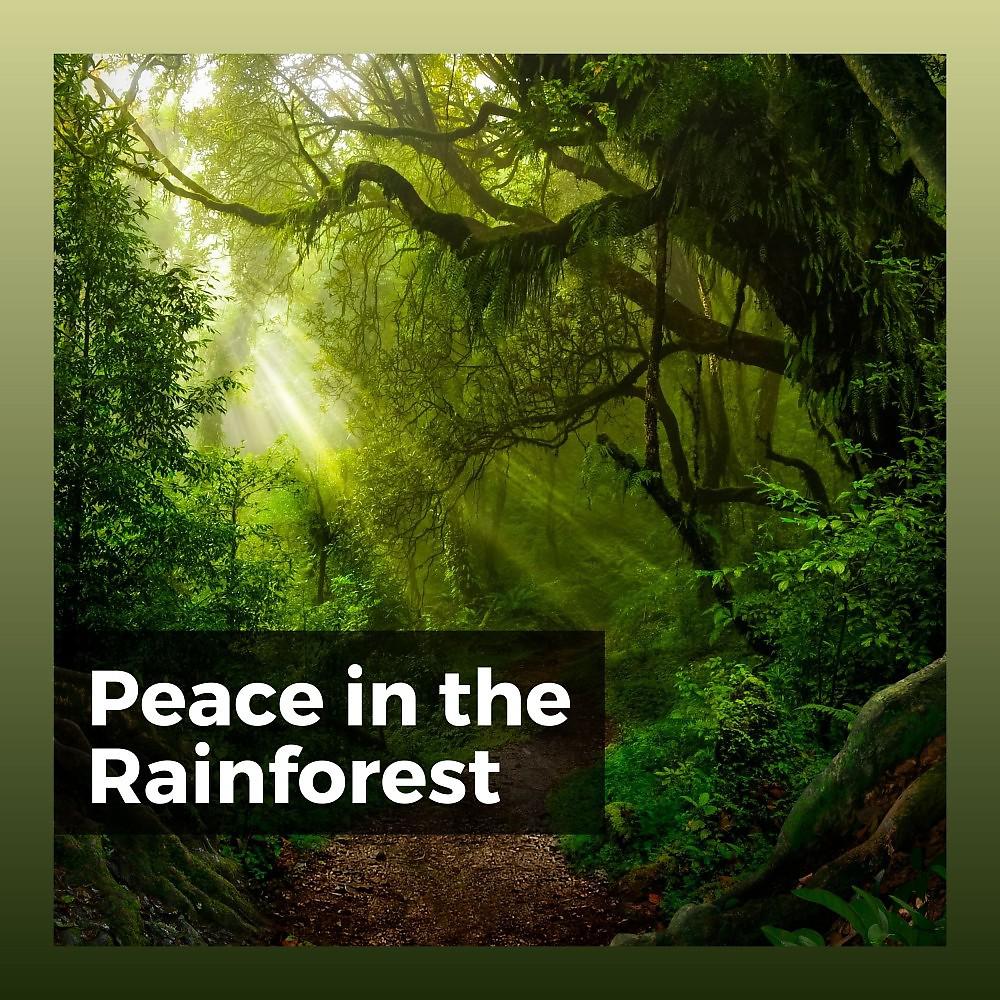 Постер альбома Peace in the Rainforest