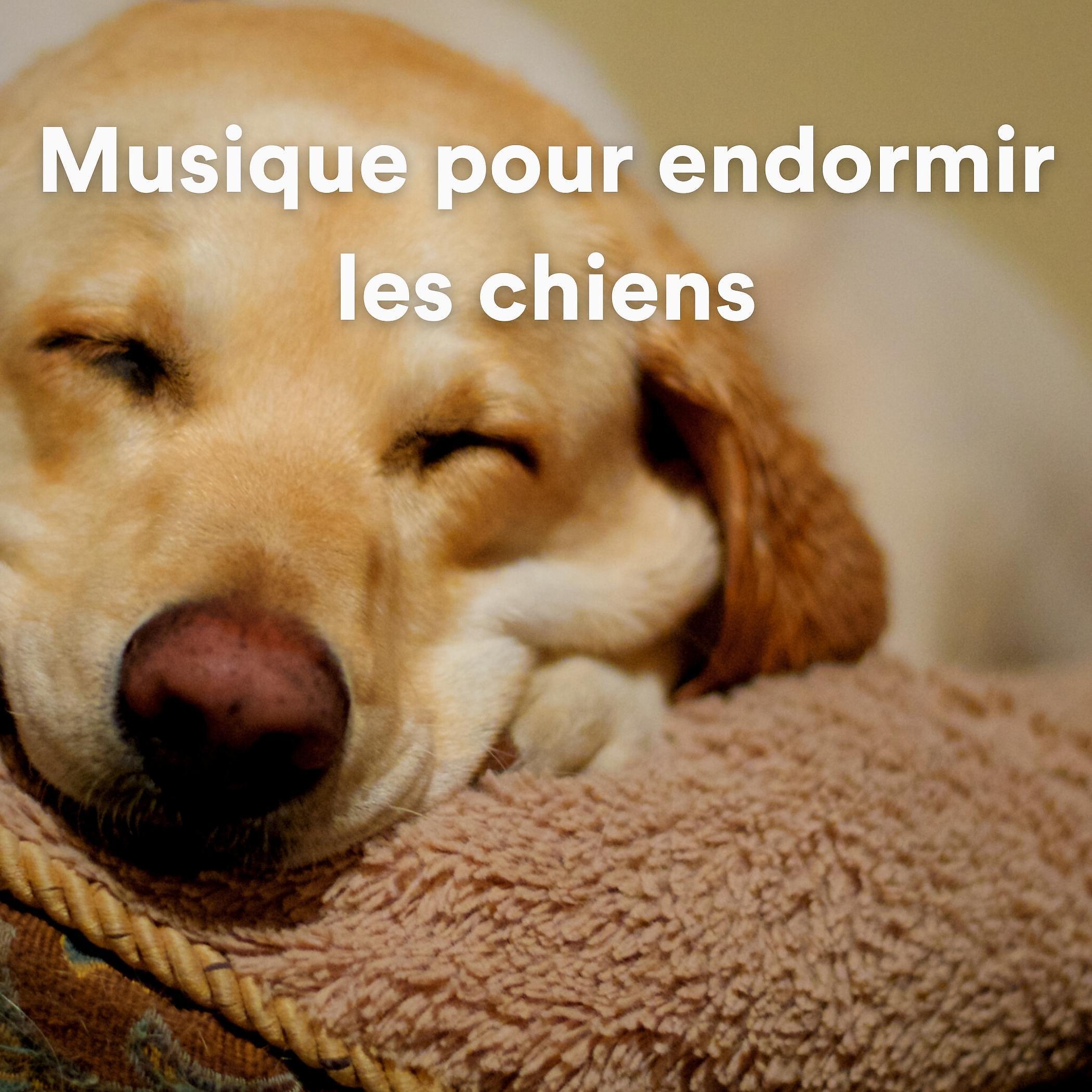 Постер альбома Musique pour endormir les chiens