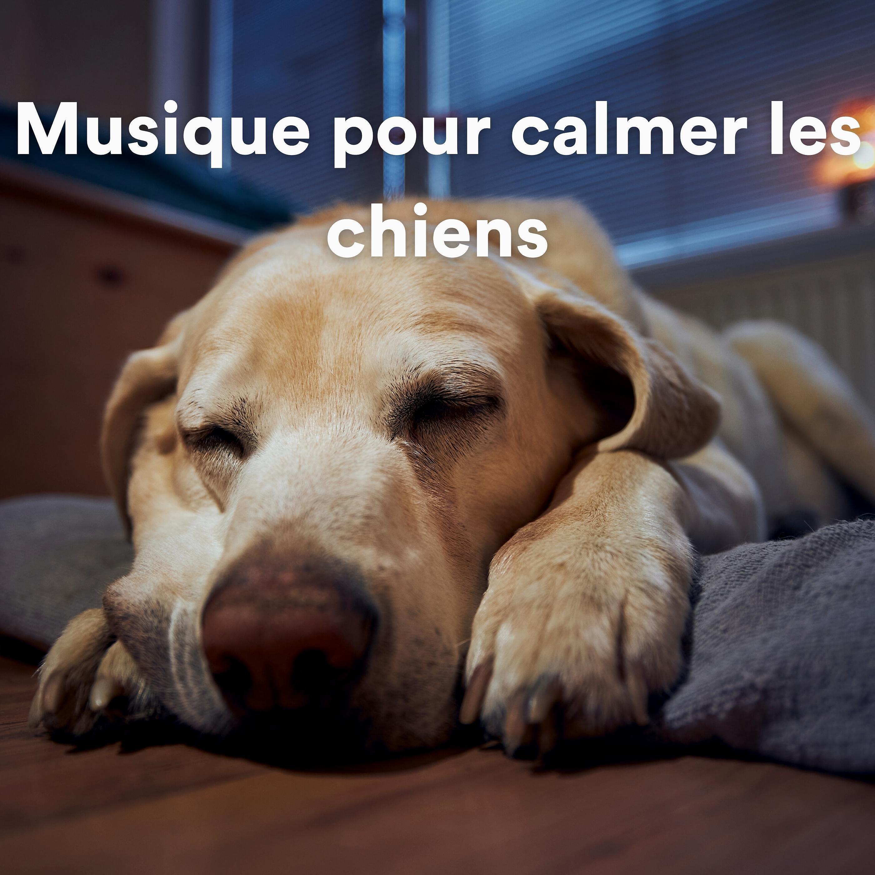 Постер альбома Musique pour calmer les chiens