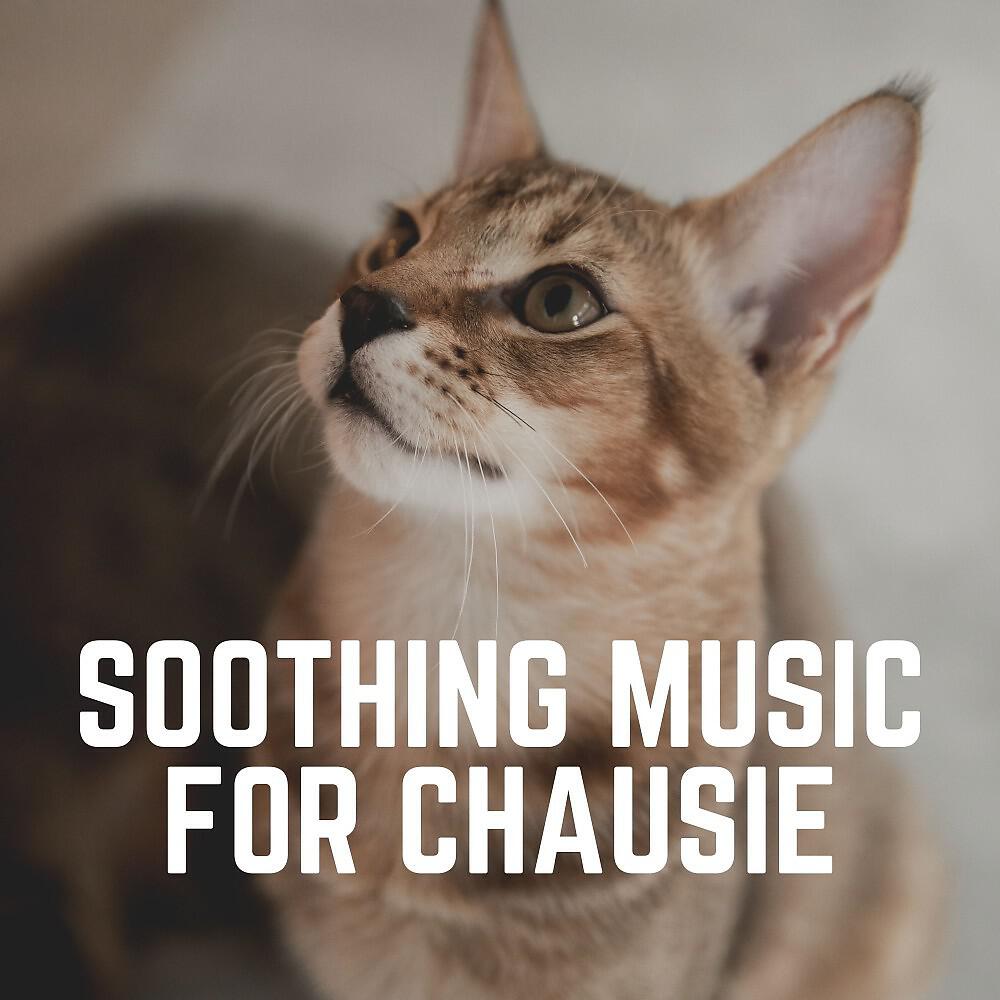 Music For Cats Peace - Ultimate Zen Music for Your Cat, Pt. 11