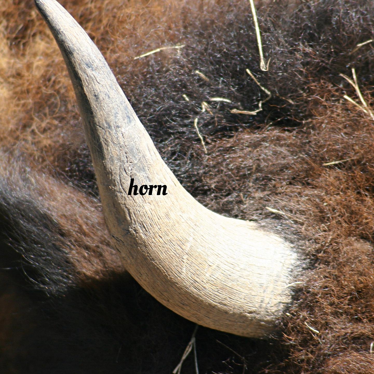 Постер альбома horn
