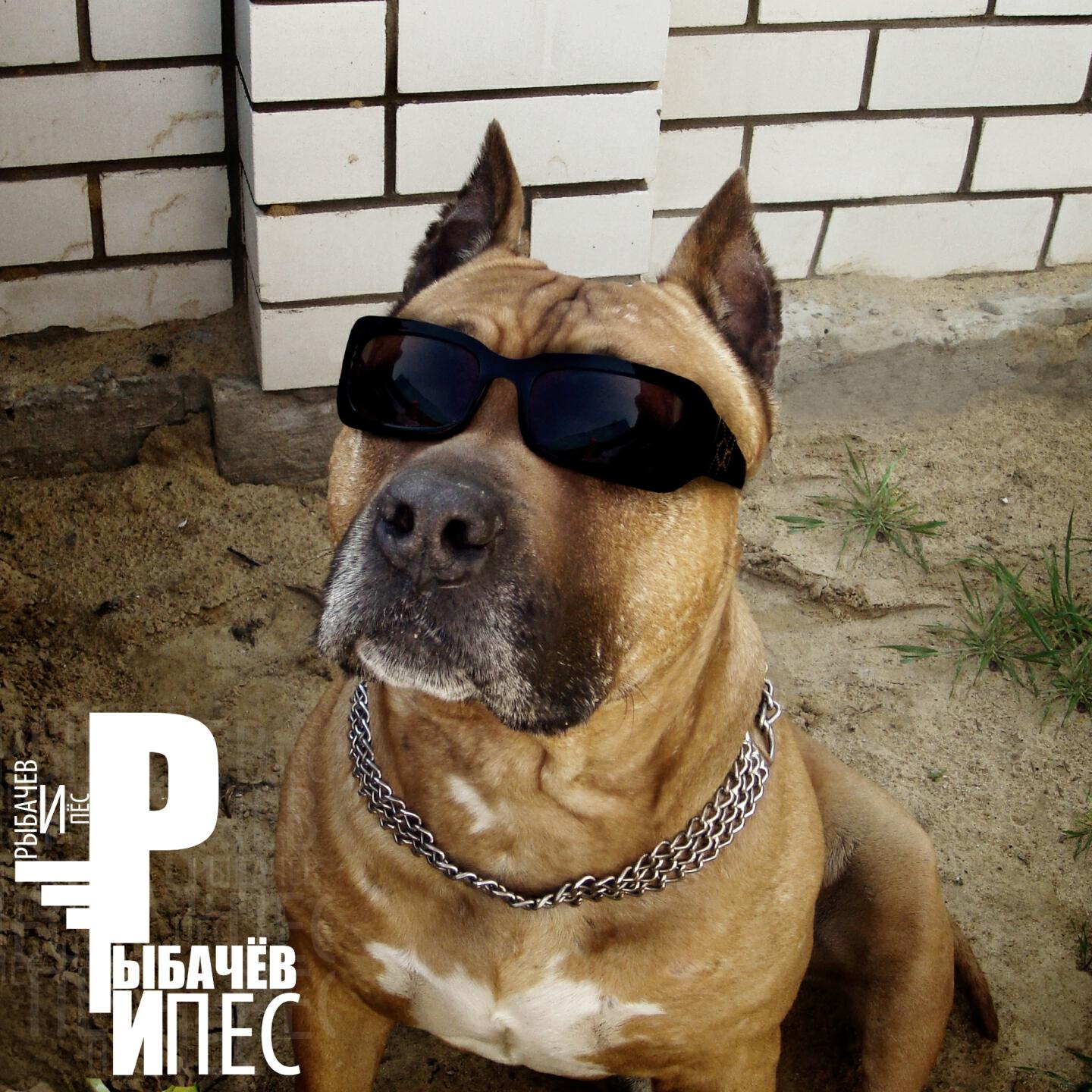 Собака сергея рыбачева. Пёс сериал 4 сезон 4 серия. Слушать пес 3. Пёс 3 сезон 5 серия. Слушать пес 3.