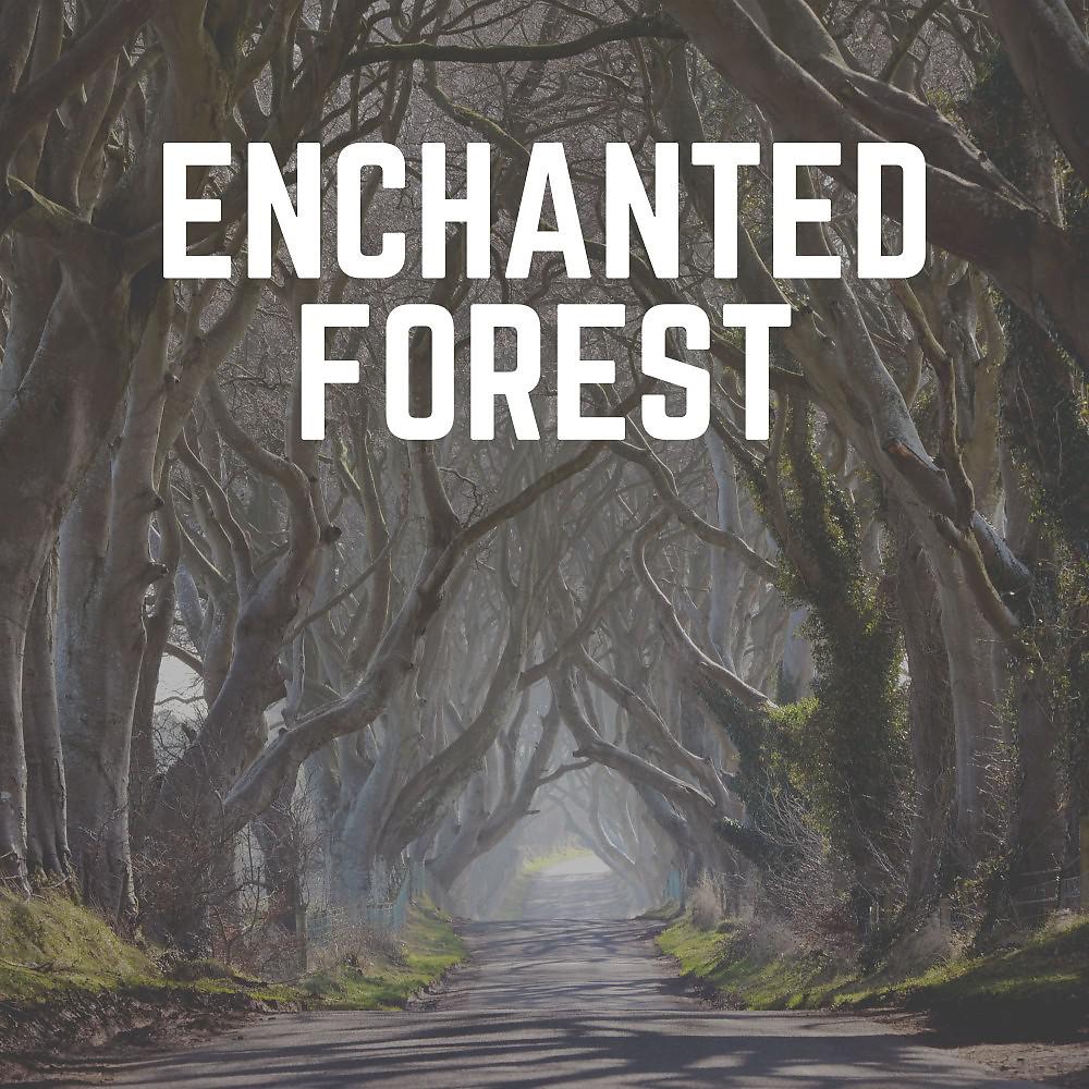 Постер альбома Enchanted Forest