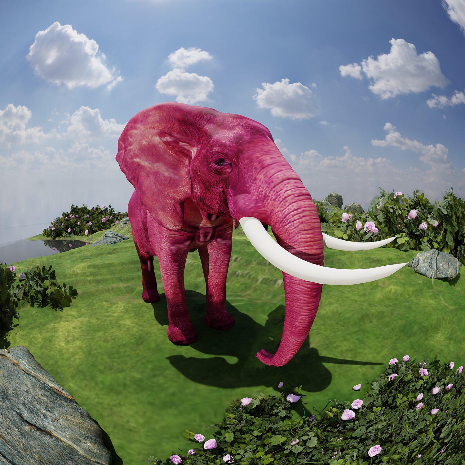 Постер альбома розовый слон