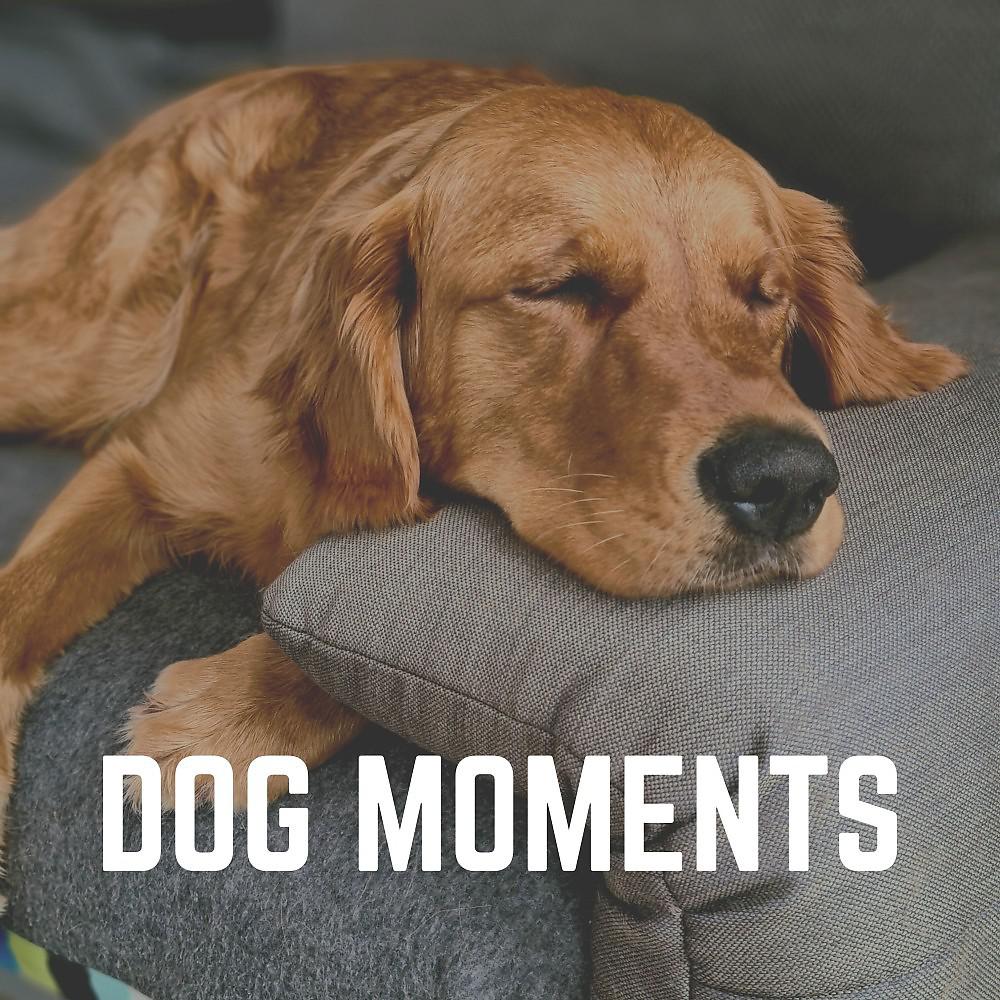 Постер альбома Dog Moments
