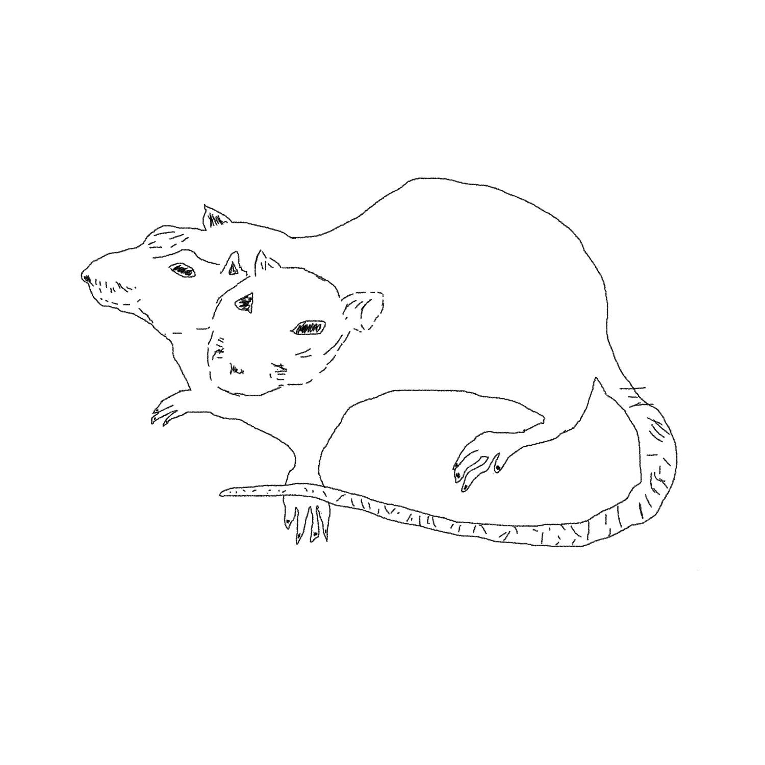 Постер альбома крысы, школа, двойка в дневнике