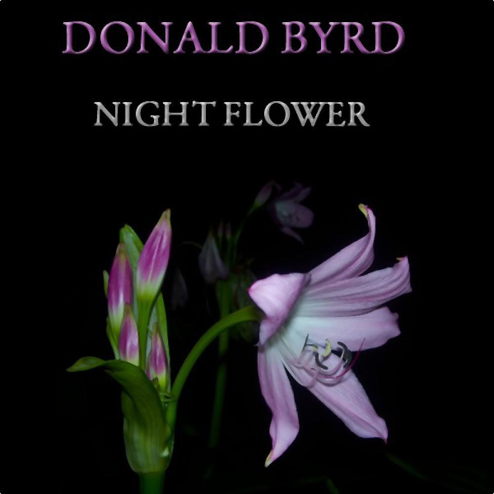 Постер альбома Night Flower (30 Original Tracks)