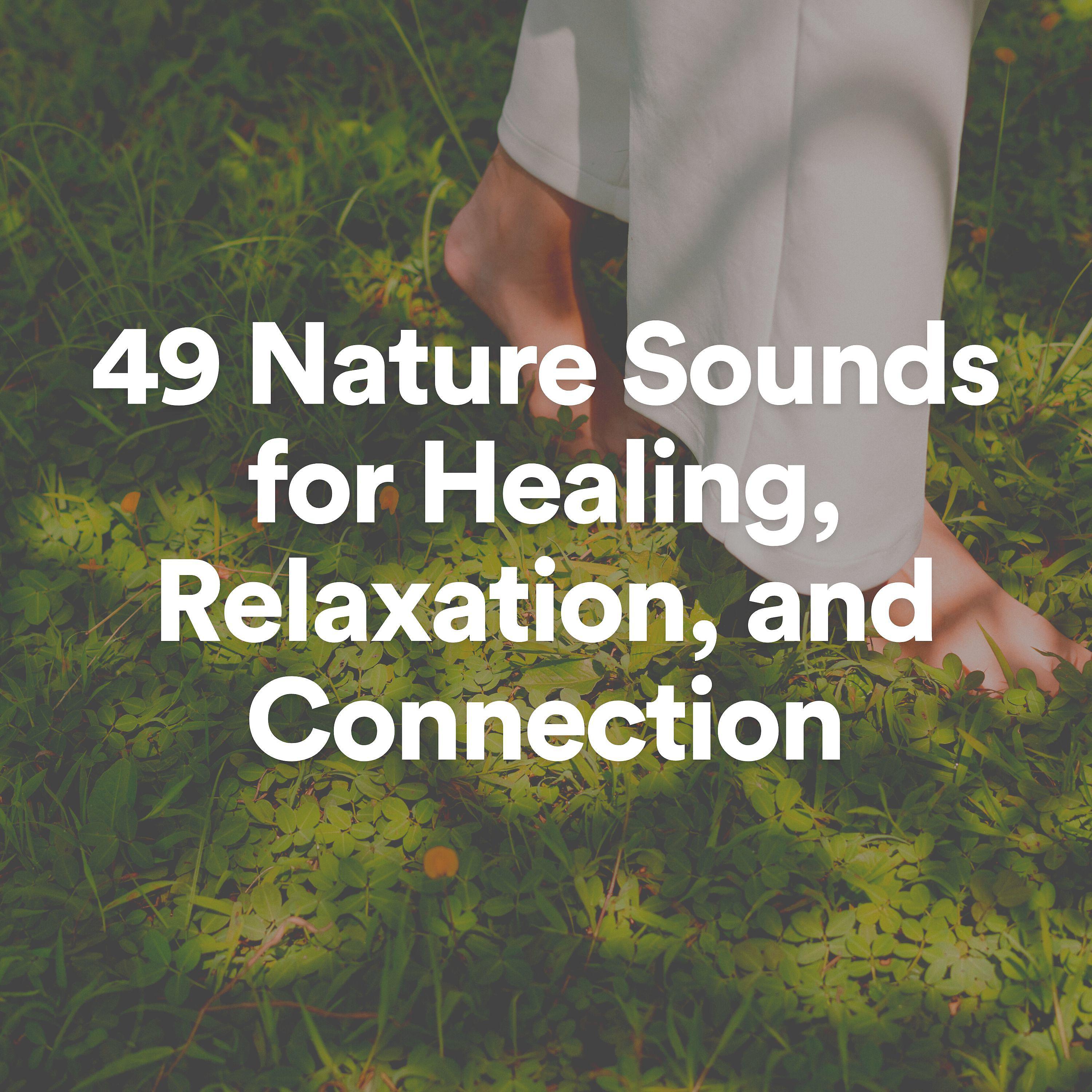 Постер альбома 49 Nature Sounds for Healing, Relaxation, and Connection