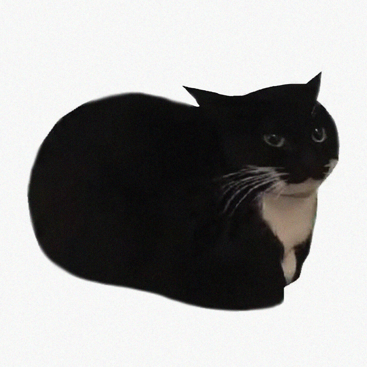 Gif cat