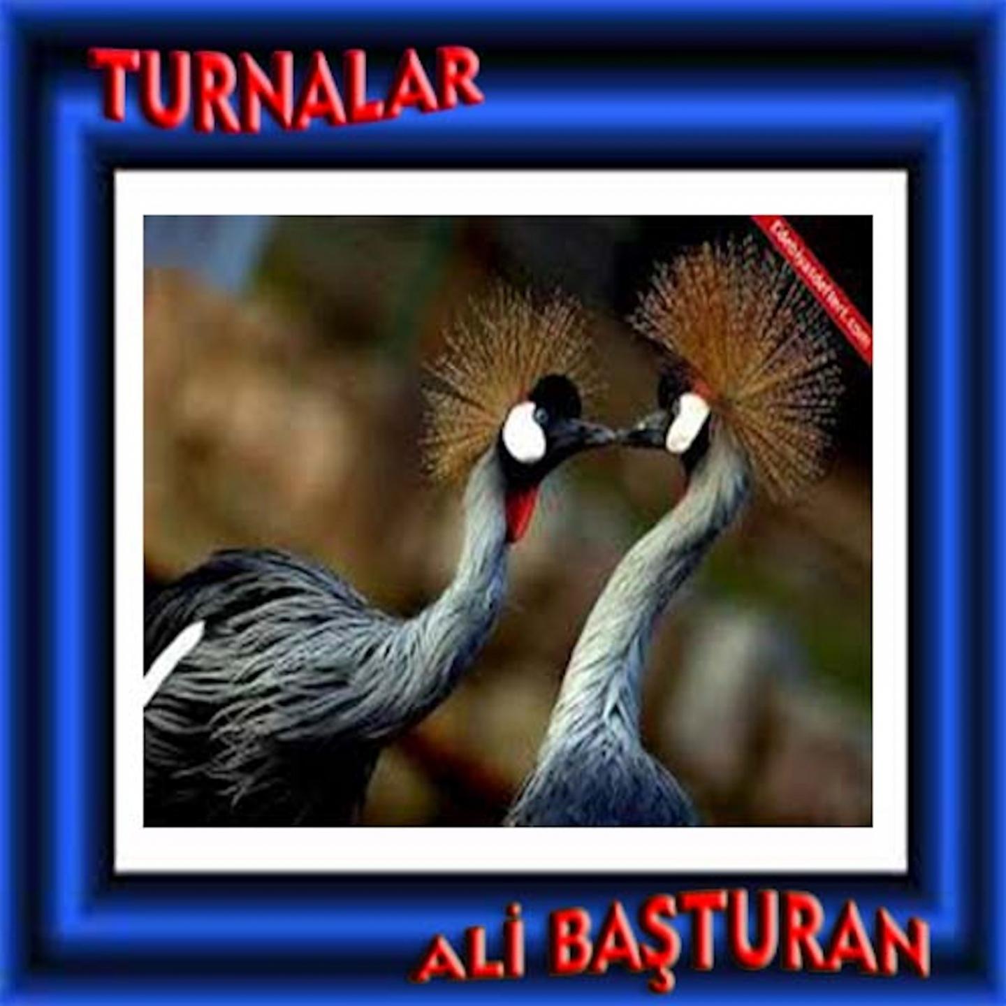 Постер альбома Turnalar