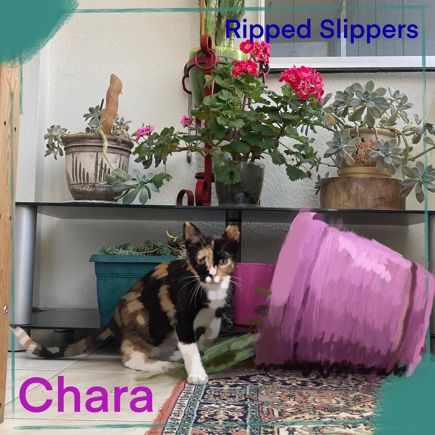 Постер альбома Chara